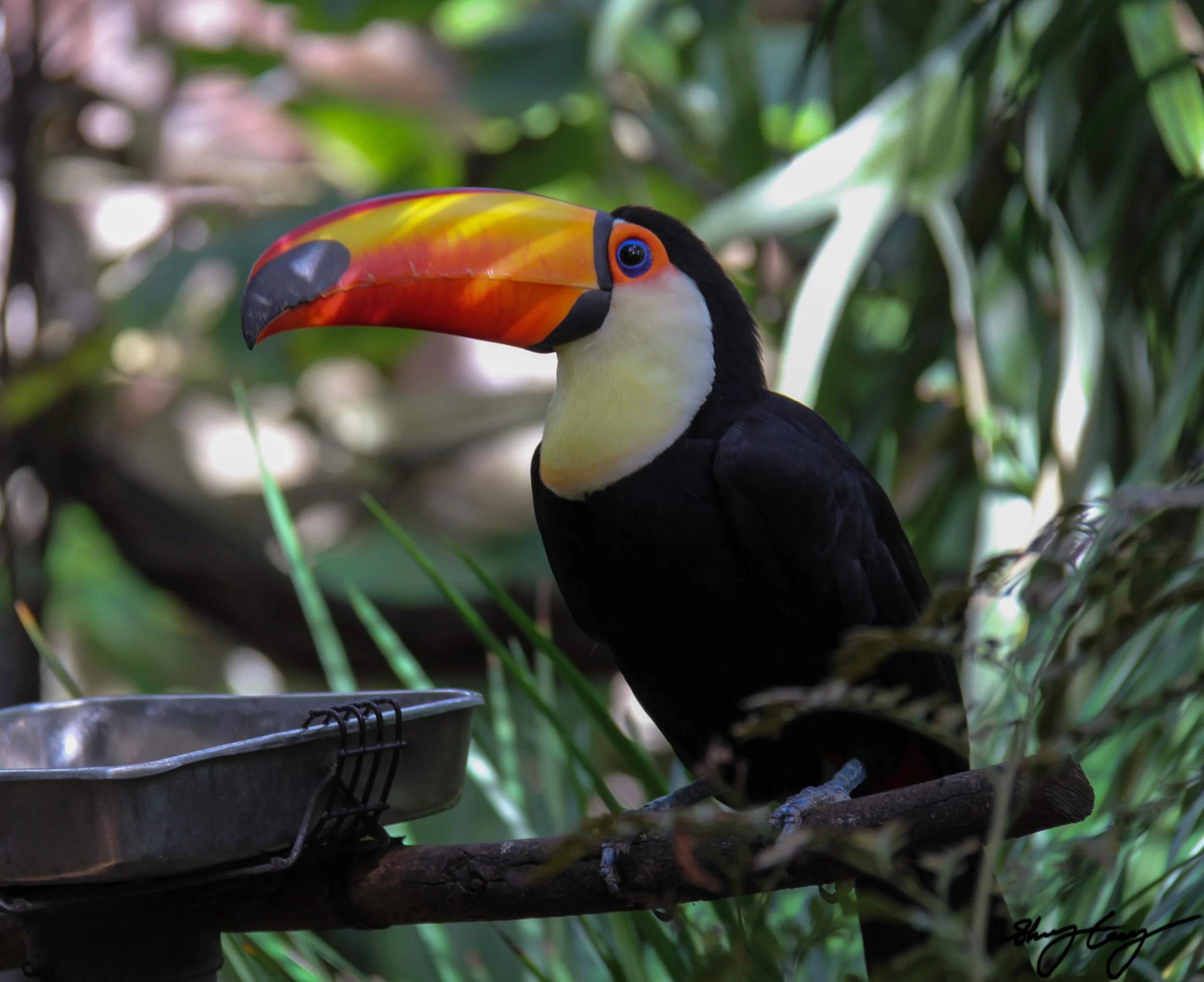 Toucan male.jpg