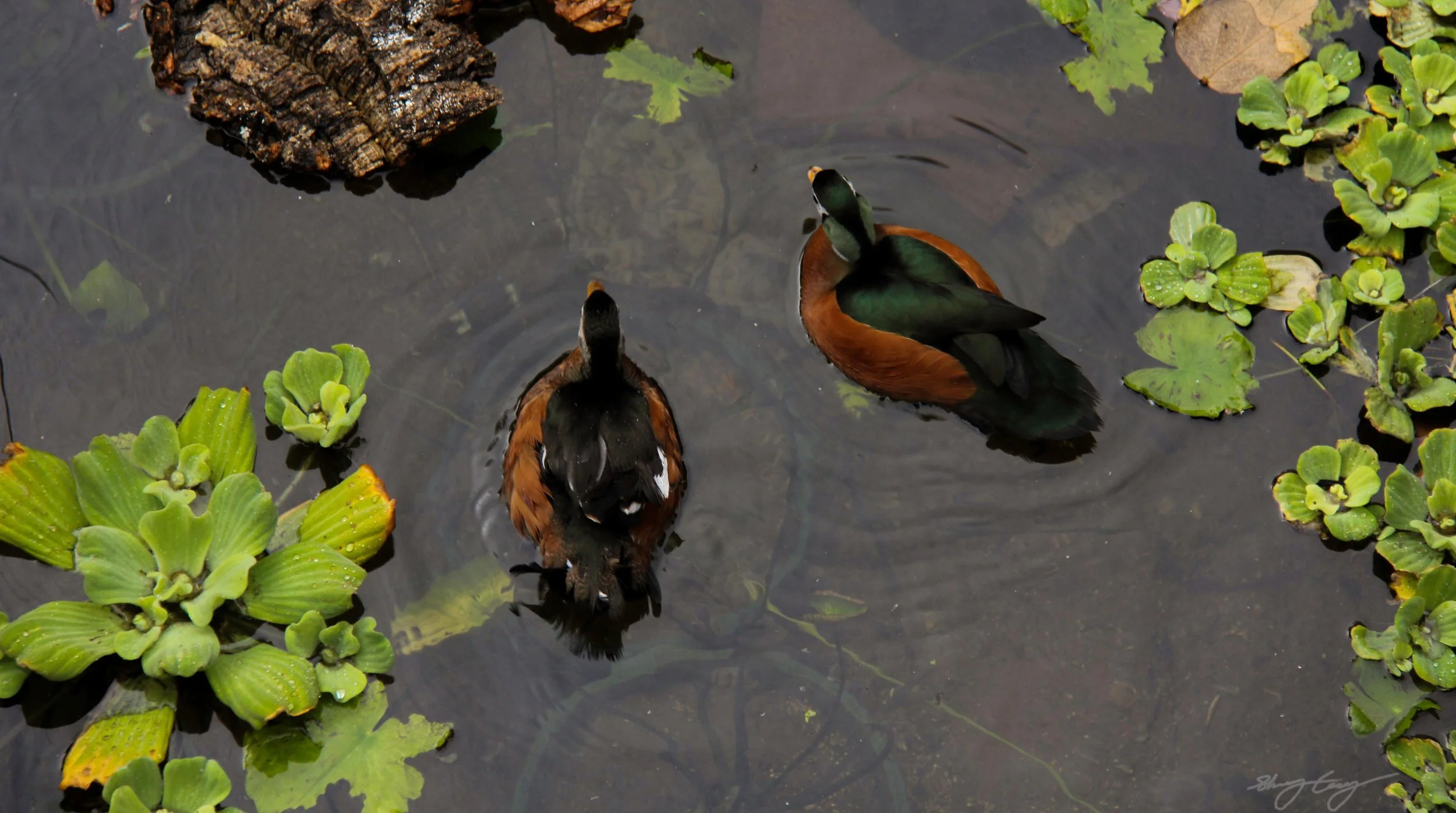 Duck_pair.jpg