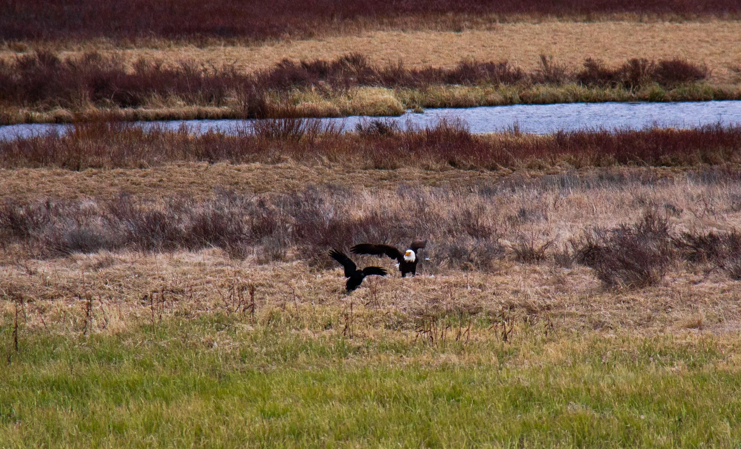 eagle_crow.jpg