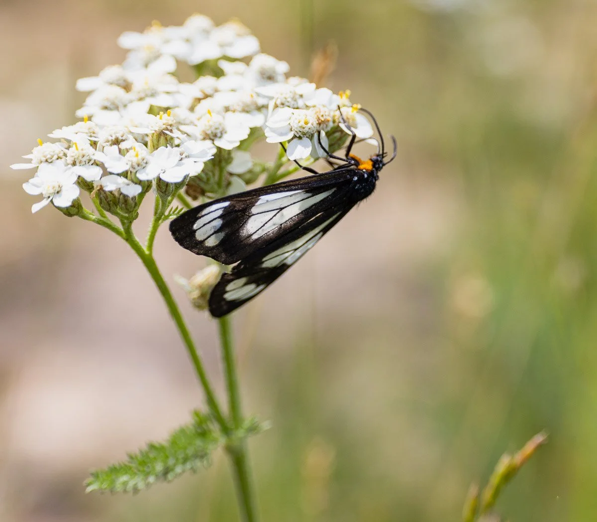 police car moth.jpg