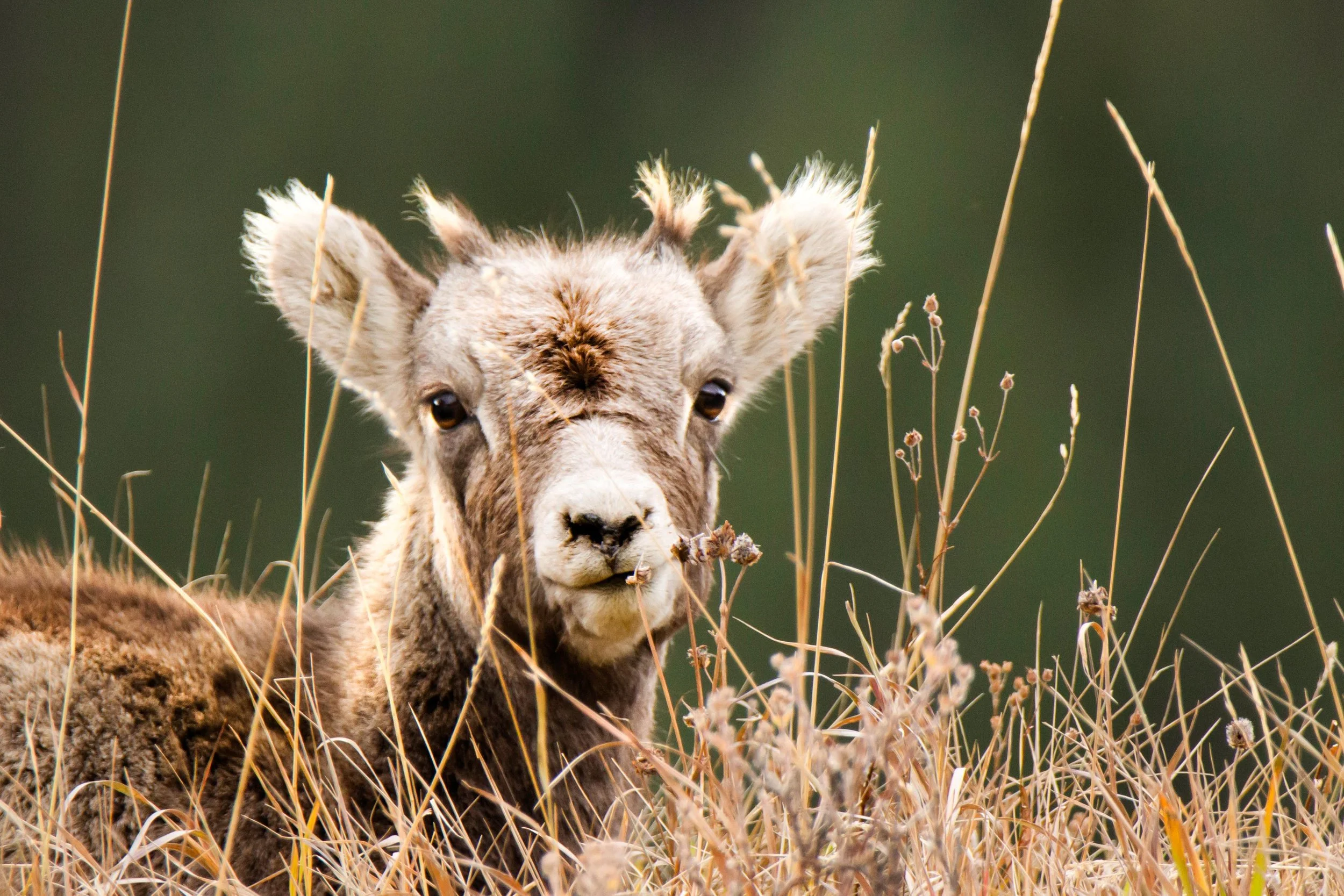 Lamb.jpg