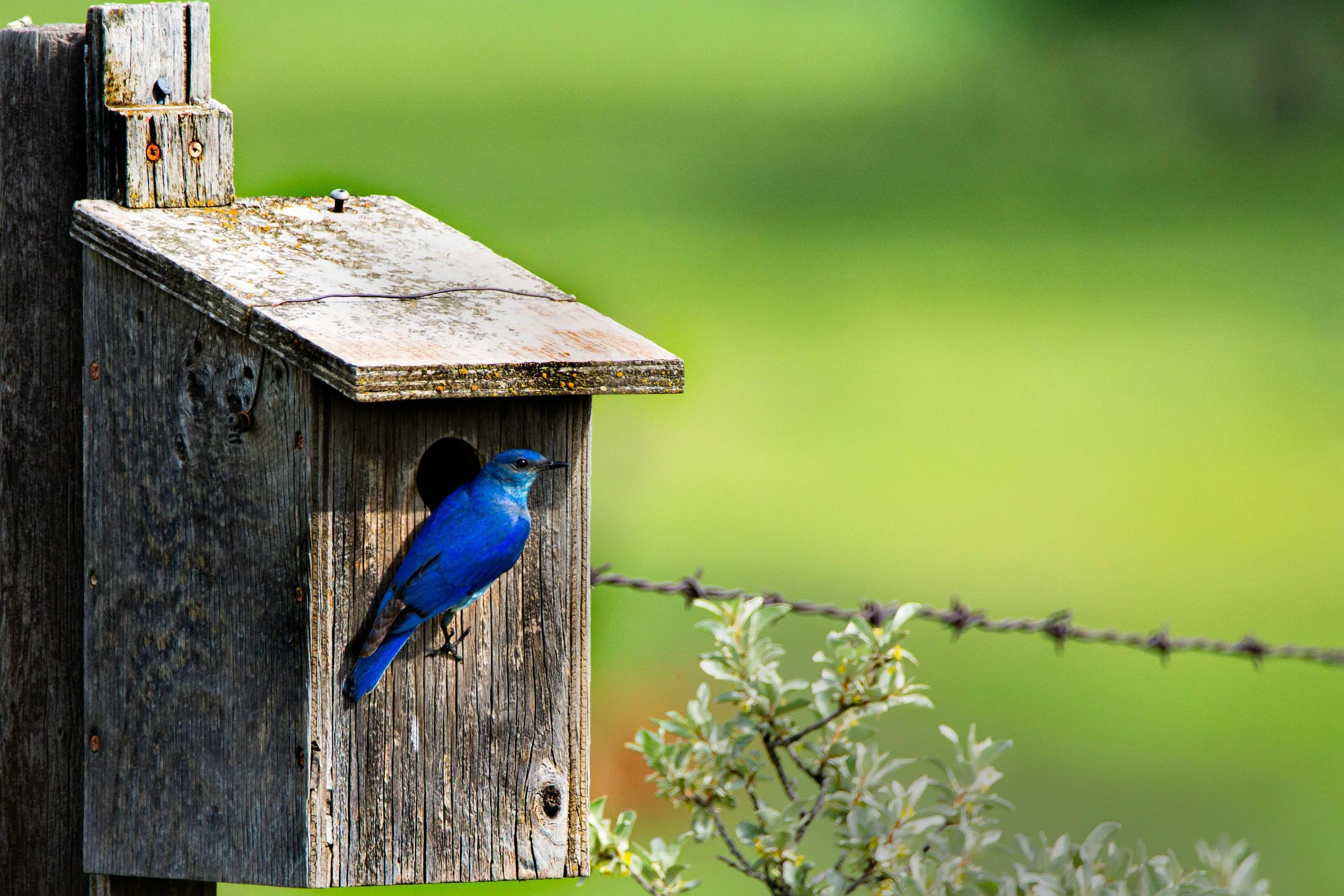 Mountian blue bird house.jpg
