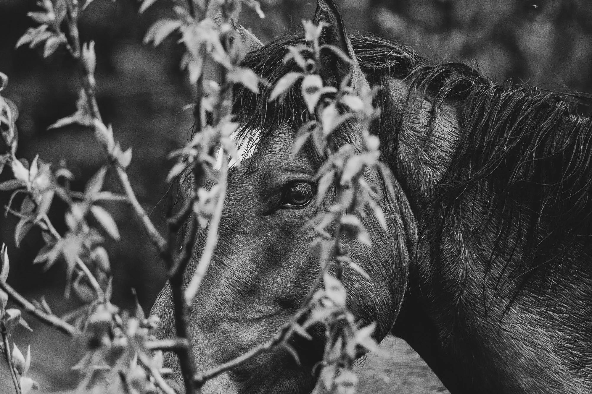 Wild_Horse_Portrait_Leaves_BW.jpg