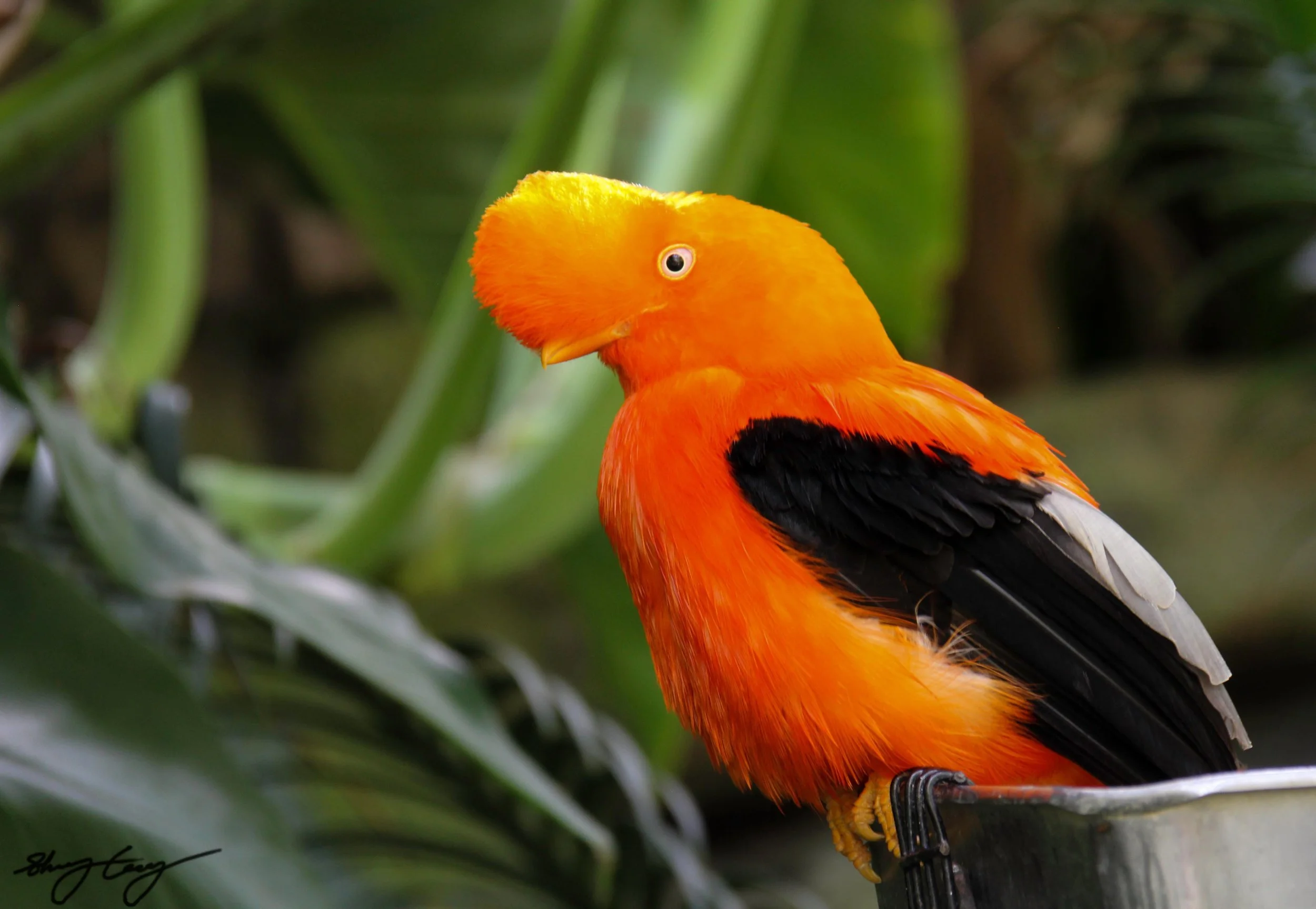 Bird at San Diego Zoo.jpg