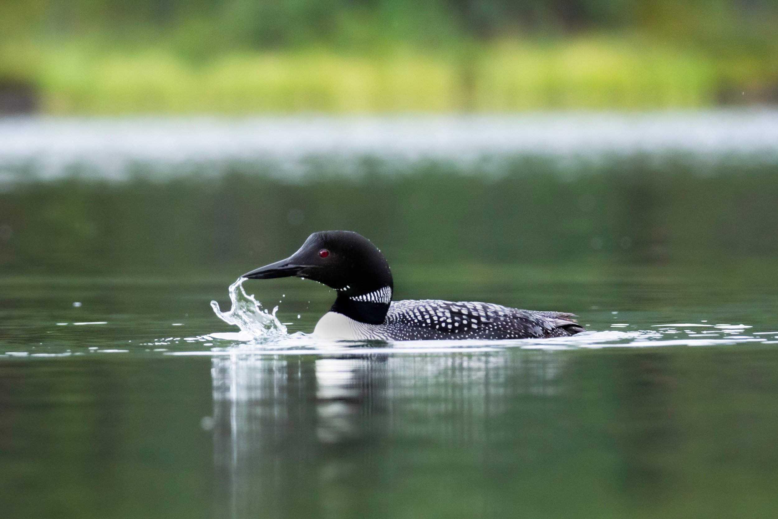 Loon Splash.jpg