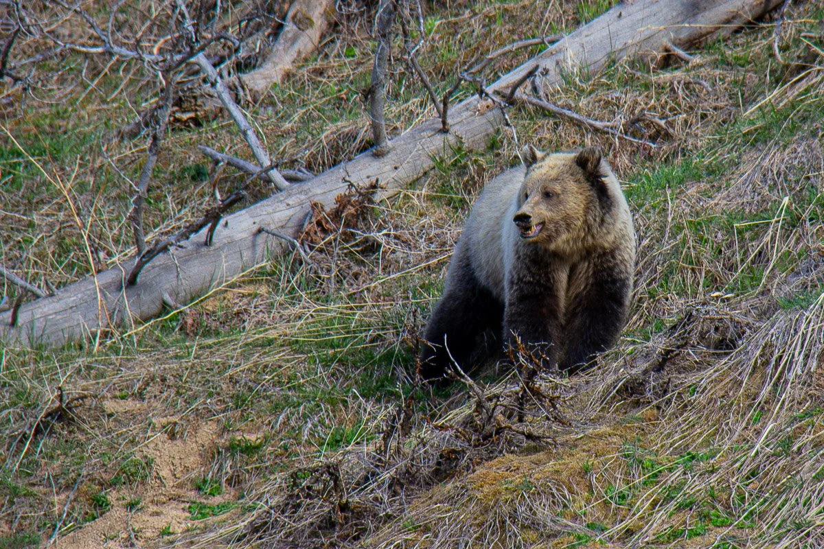 Yellowstone Grizzly Bear.jpg