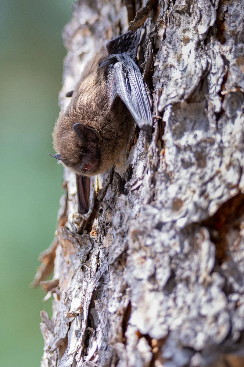 Bat.jpg