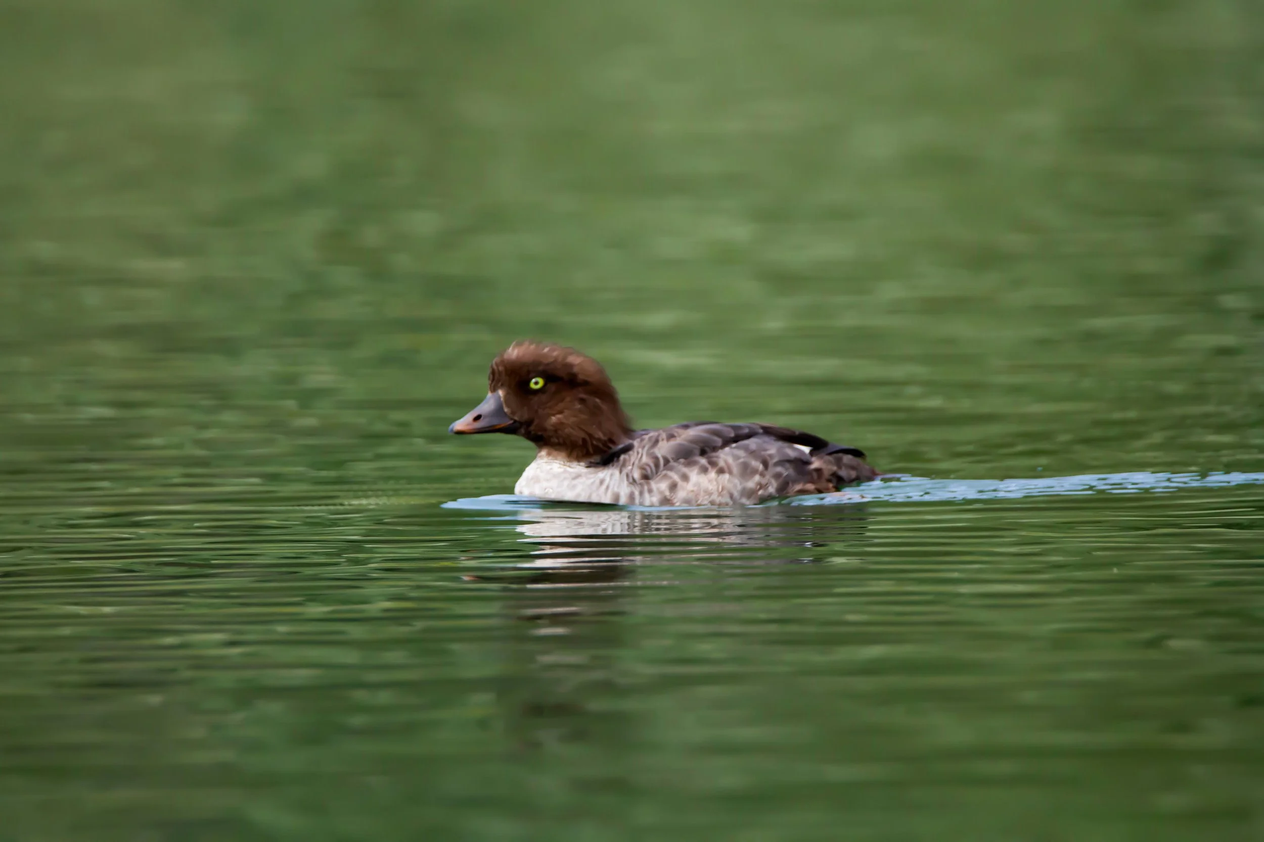 yellow eyed duck.jpg