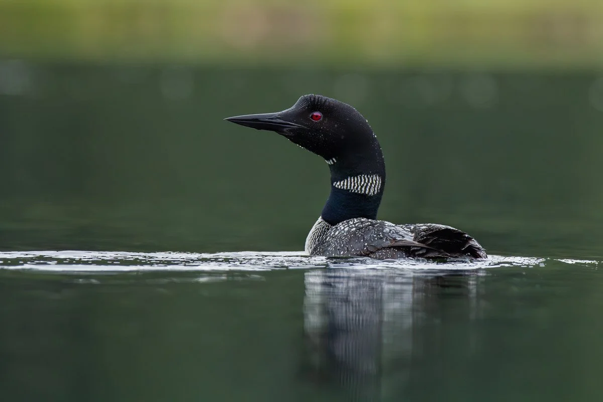 Loon Portrait.jpg