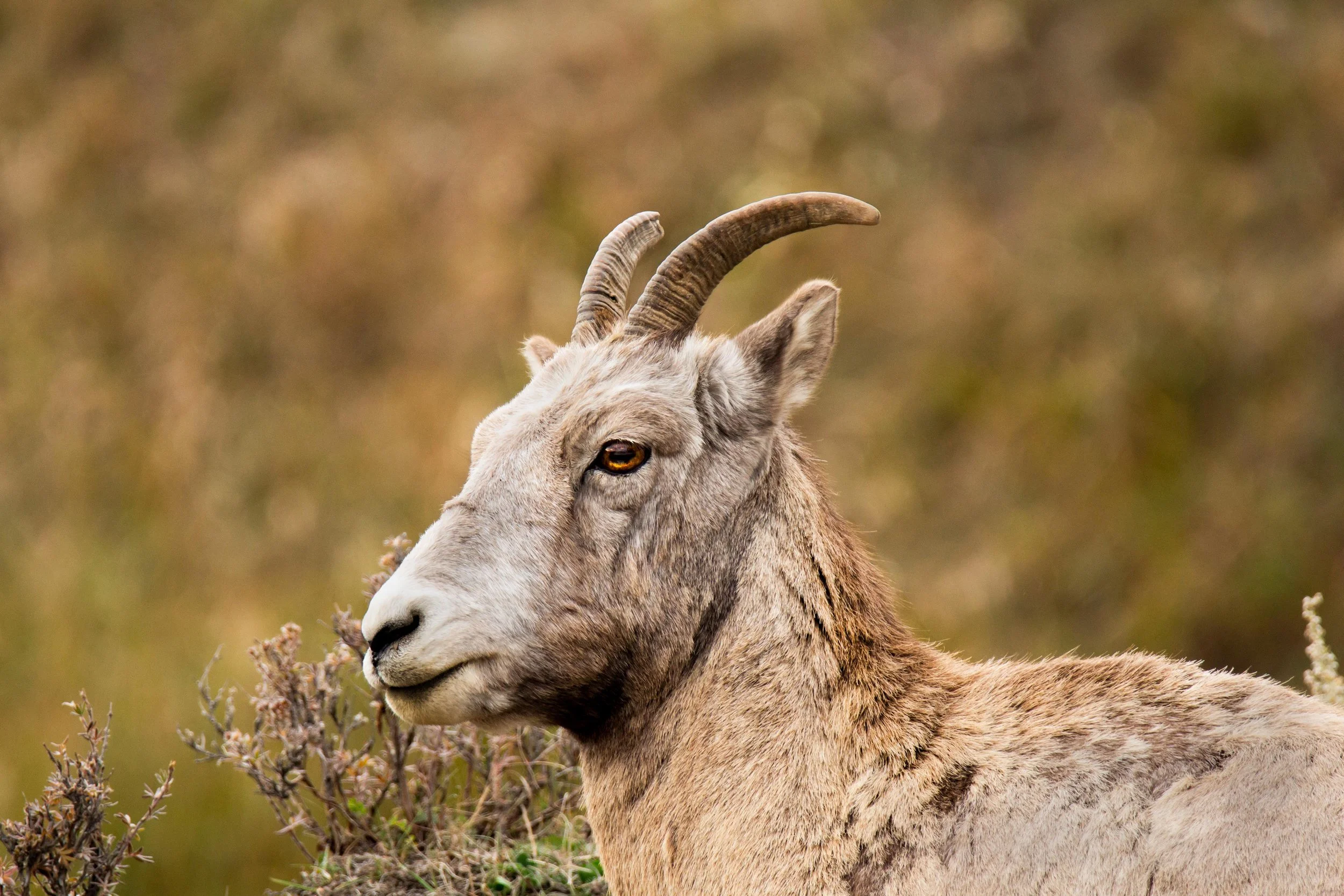 ewe.jpg
