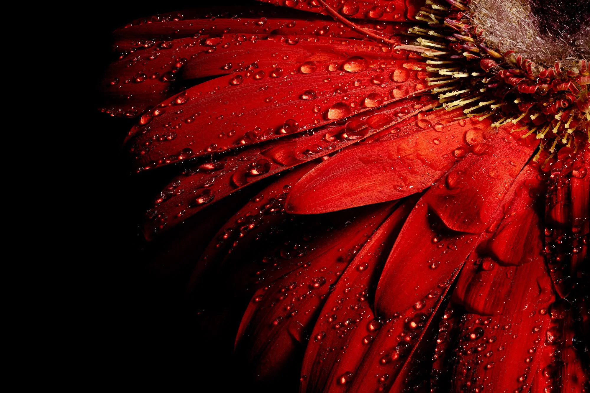 Macro_Red_African_Daisy.jpg