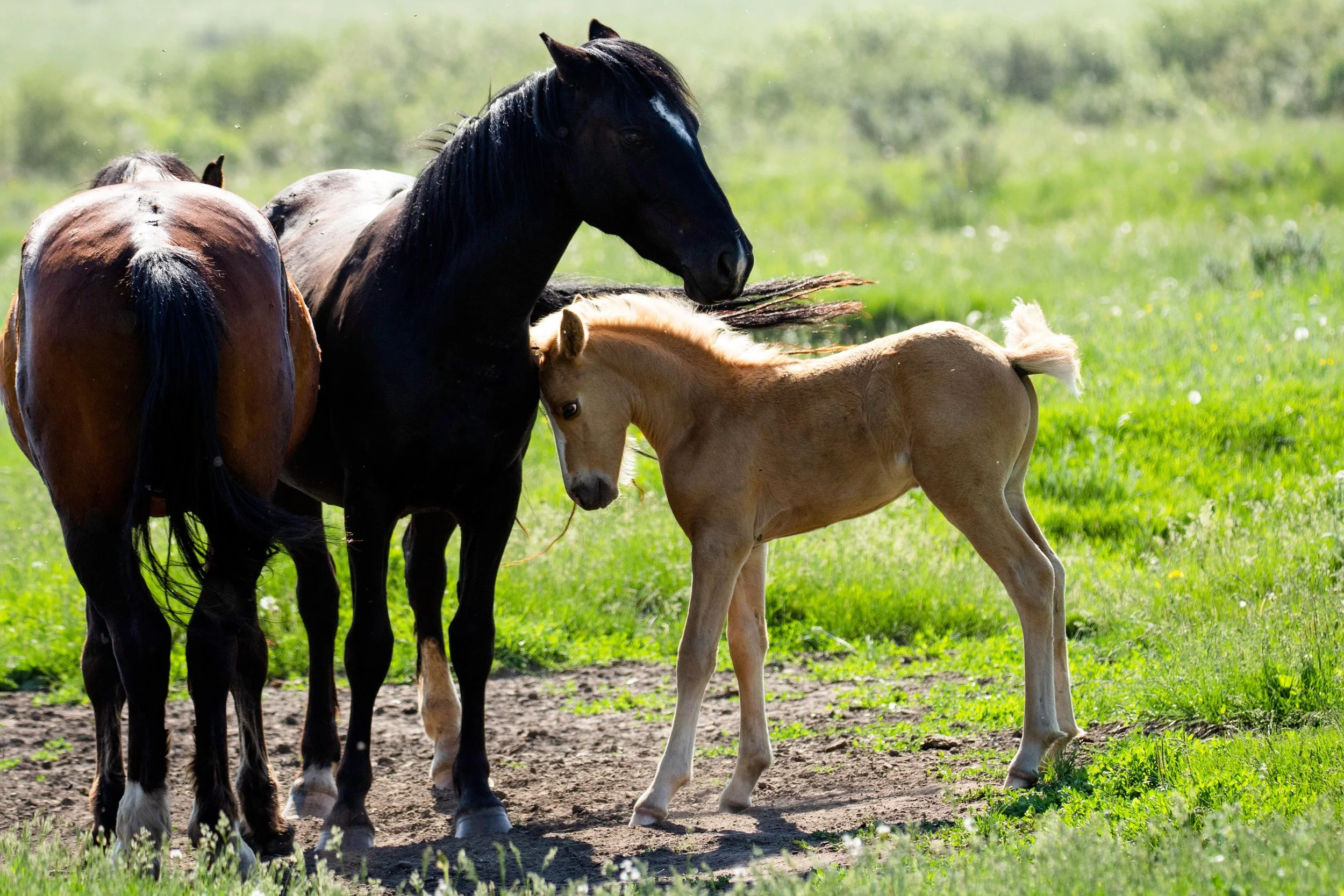 buckskin foal.jpg