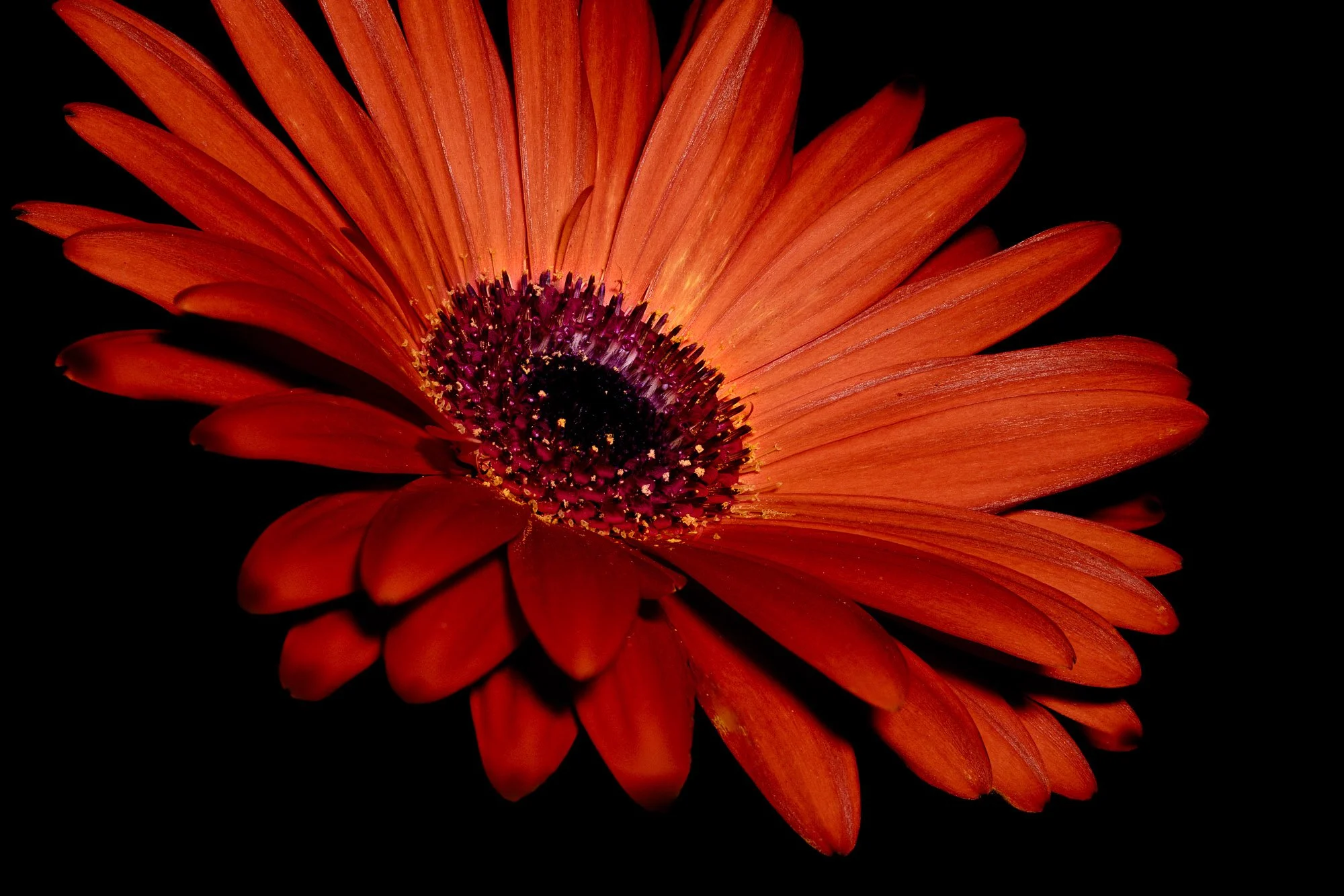 Macro_Orange_African_Daisy.jpg