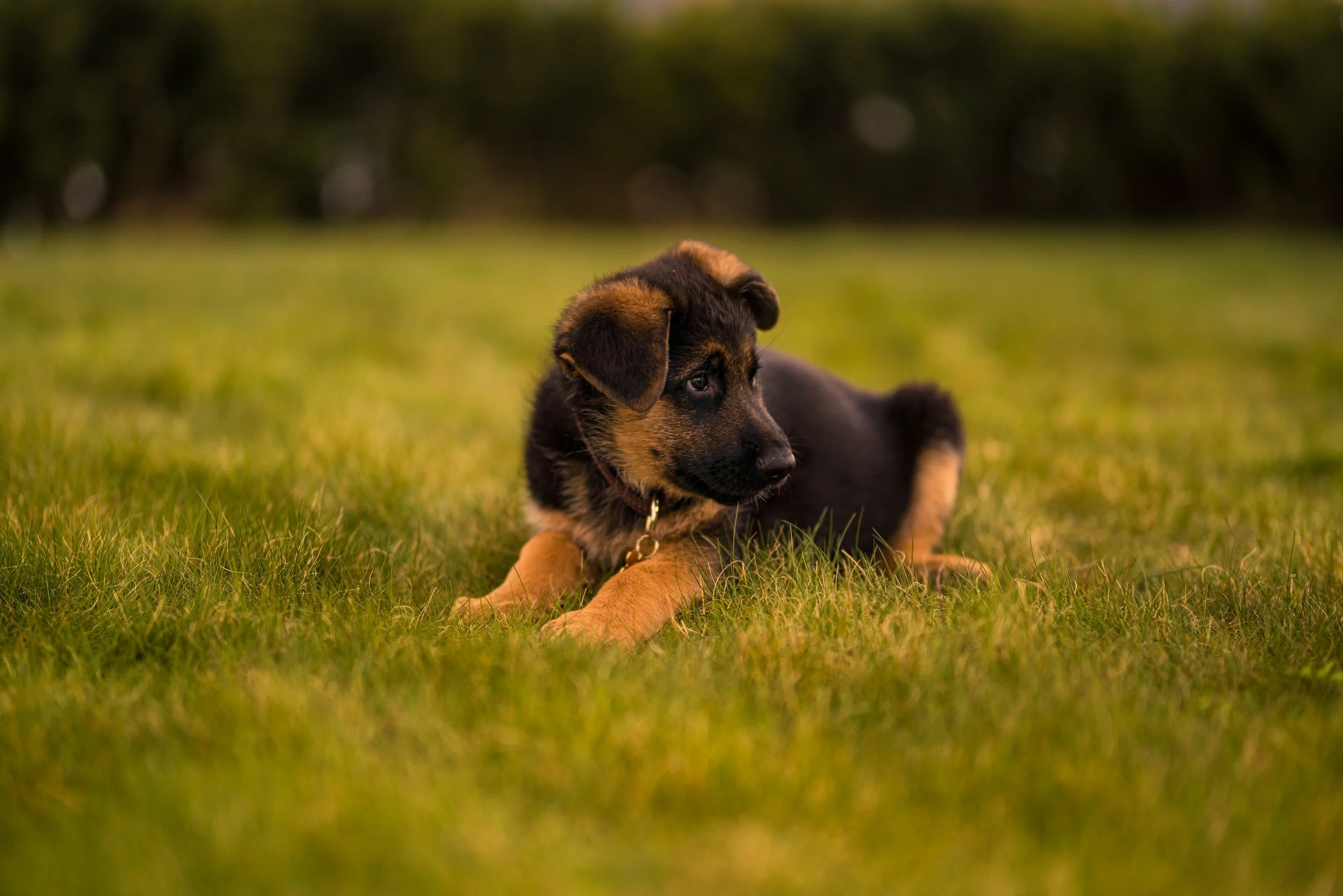 Foundation Award Course — K9 Play Academy