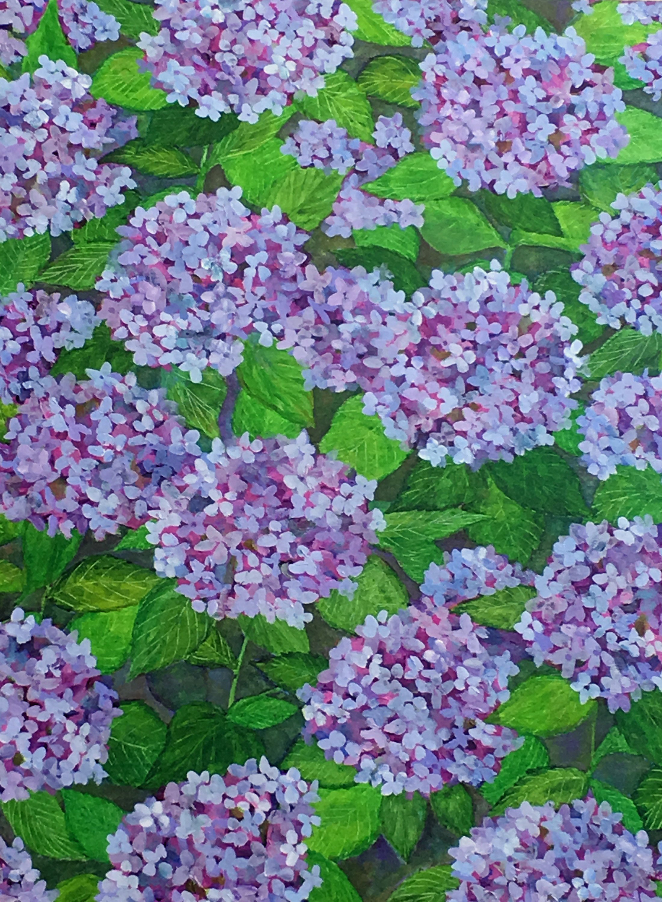  Lavender Hydrangeas, 2016