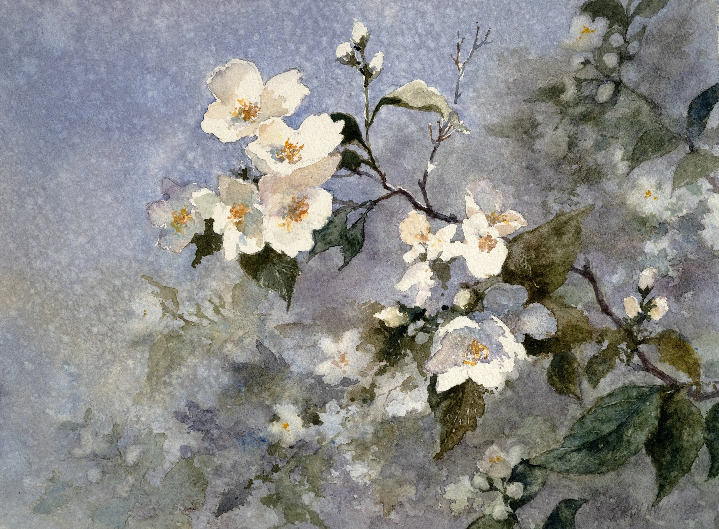 Mock Orange.jpg