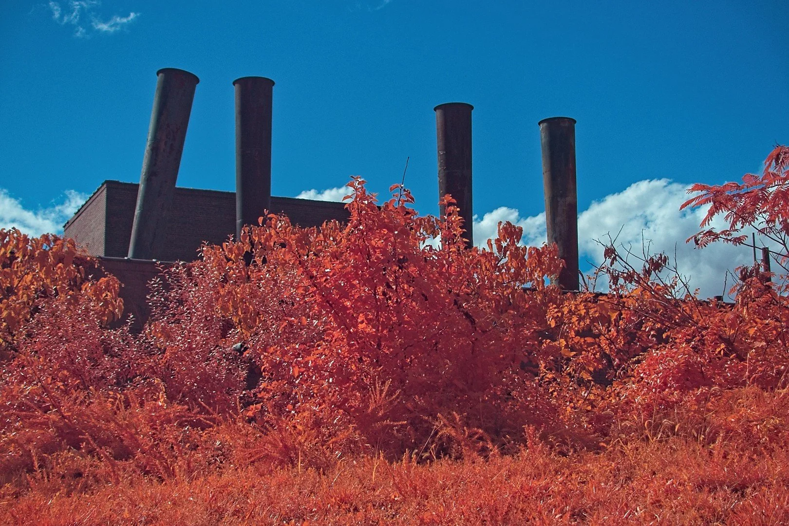 Smokestack Lightning Dean McIntyre DSC01414.jpg