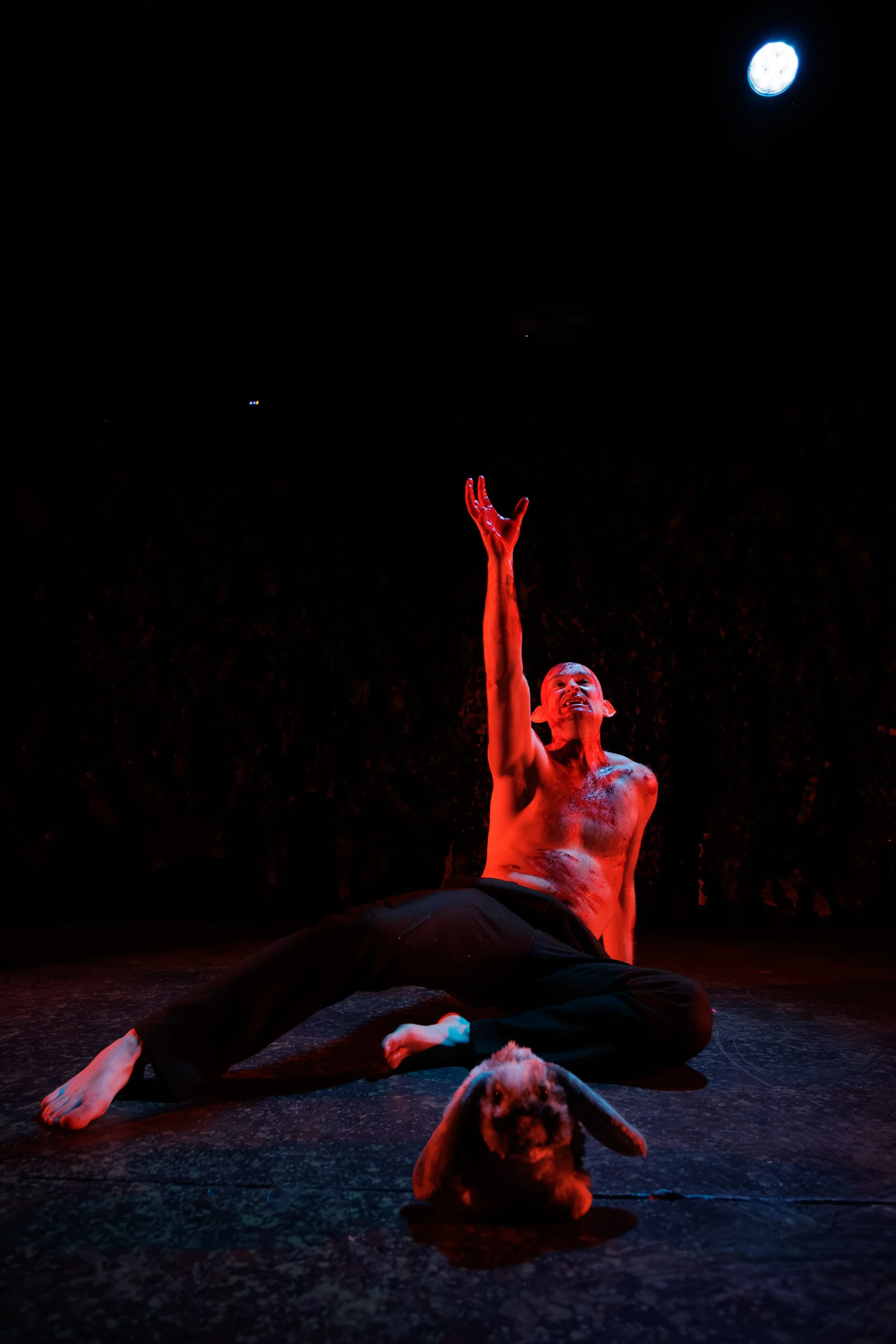 Bat Boy-2313 - Matthew Monaghan - Zoophoria Photography.jpg