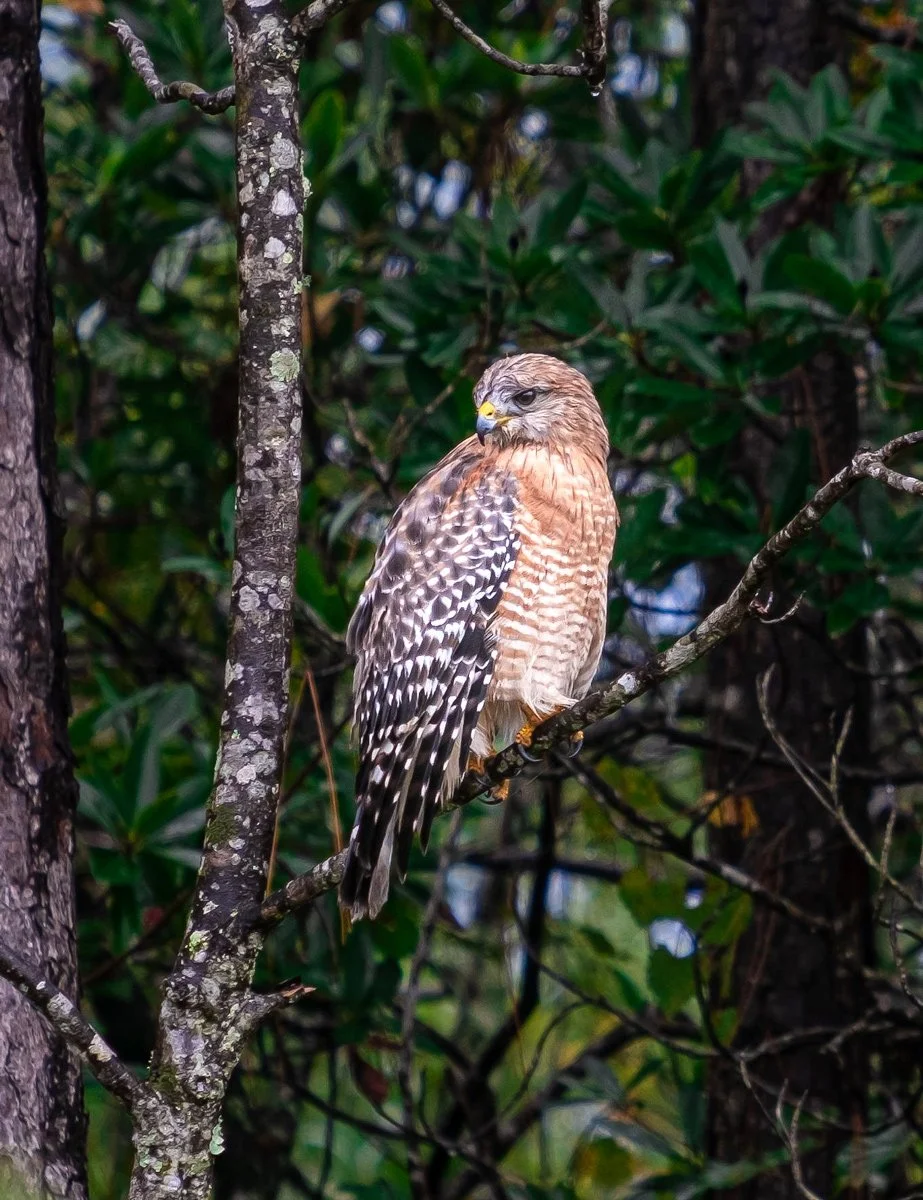 red-shoulder-hawk-web-5.jpg