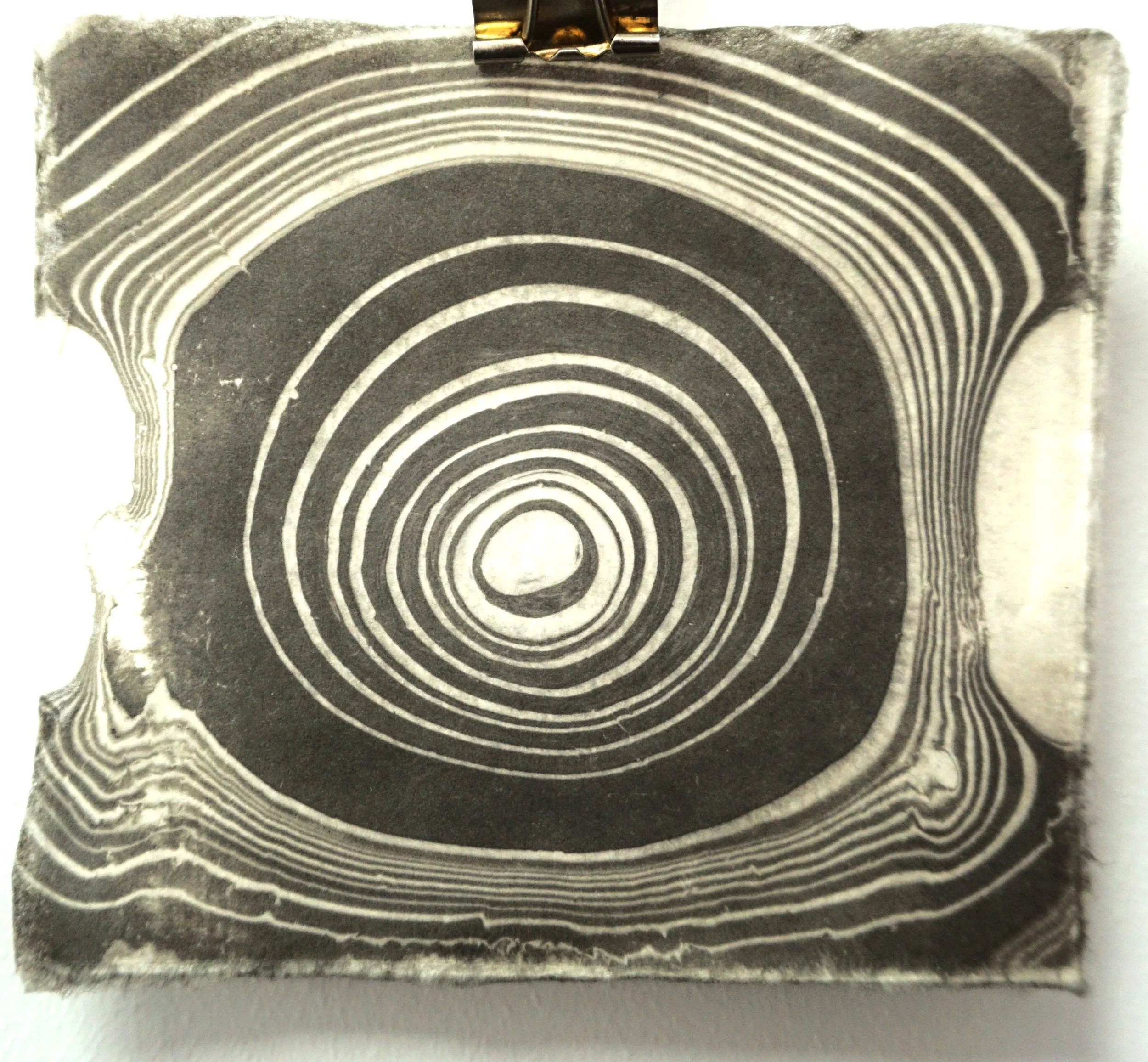 Close-up of a tree trunk cross-section showing concentric growth rings.