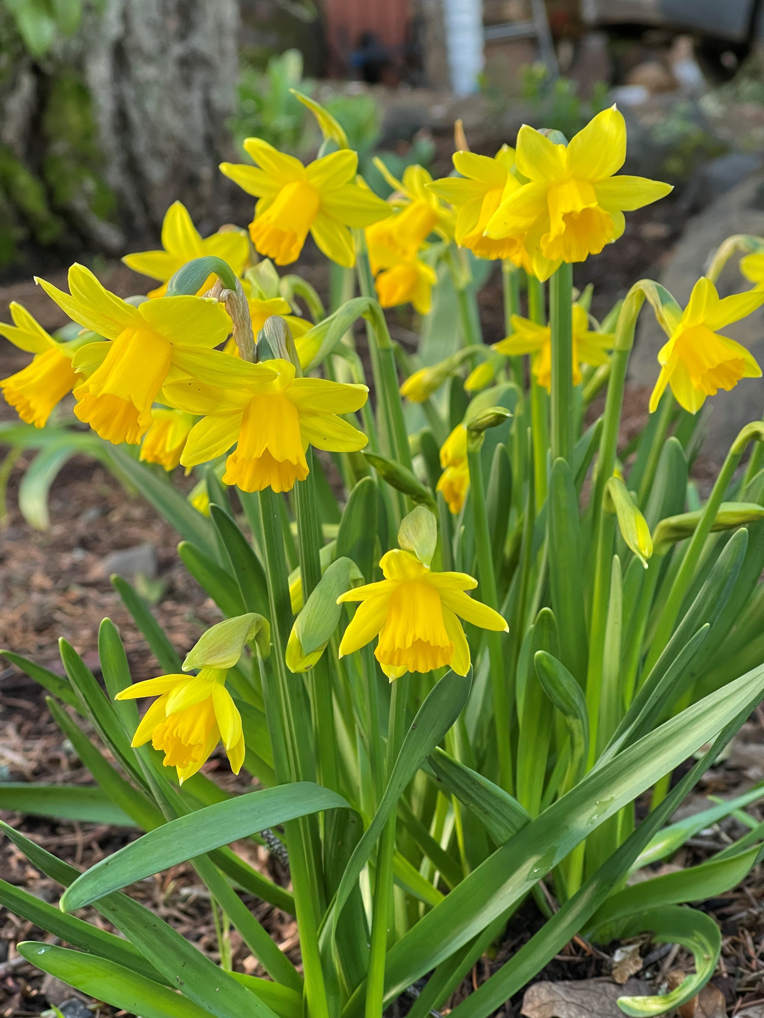 Trevithian_Daffodil.jpg