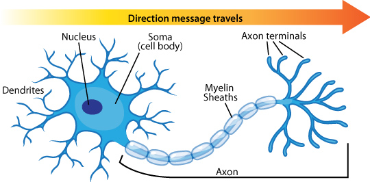 neurons.png