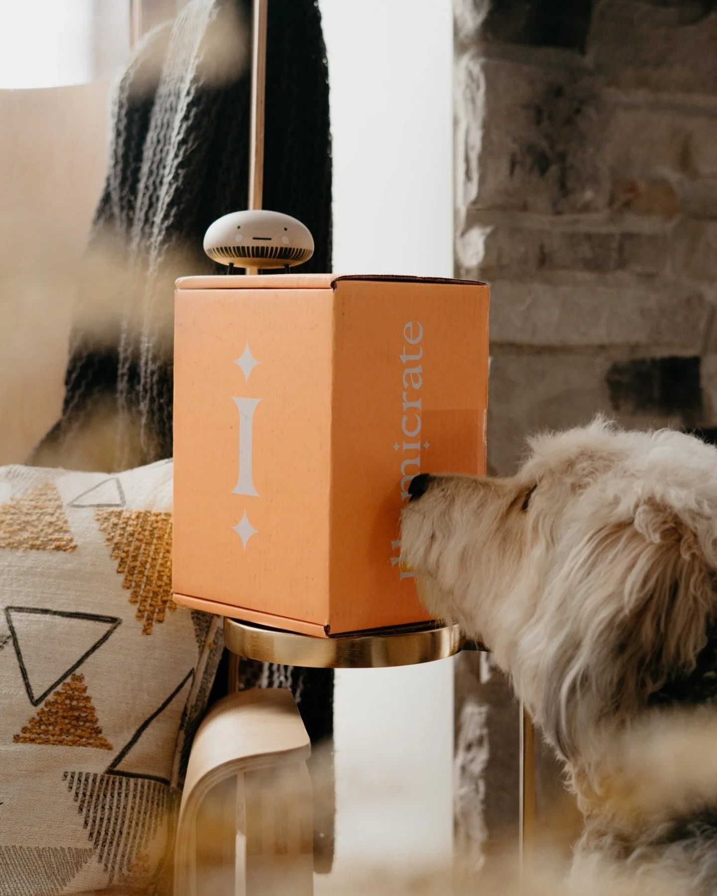 When he thinks every delivery is for him and insists on exploring every nook and cranny ✨📦
⠀⠀⠀⠀⠀⠀⠀⠀⠀
QOTD: What&rsquo;s one task you&rsquo;re tackling this week? Or what&rsquo;s your reward for checking it off your to-do list?
⠀⠀⠀⠀⠀⠀⠀⠀⠀
I&rsquo;m de