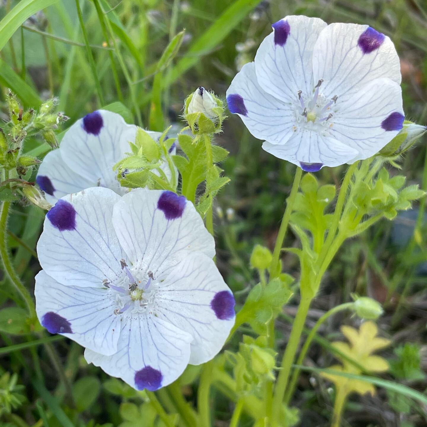 We noticed some Five spot (Nemophila maculata growing in a boulevard and planted some more in a clients &ldquo;lawn&rdquo;. Although it isn&rsquo;t native to BC, it&rsquo;s very well adapted to our seasonal droughts, plays nice in the garden, and doe