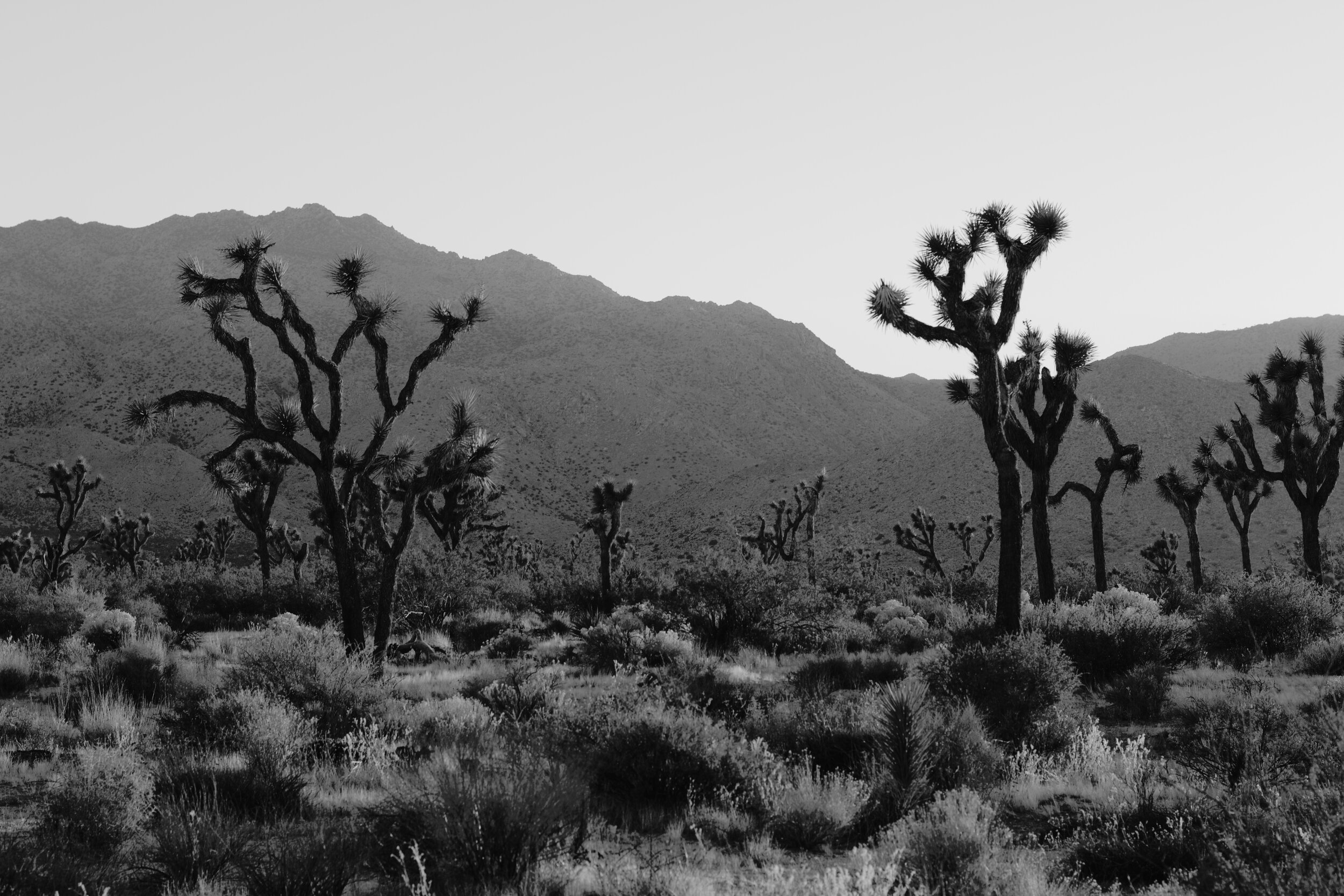 Joshua Tree B&W.jpg