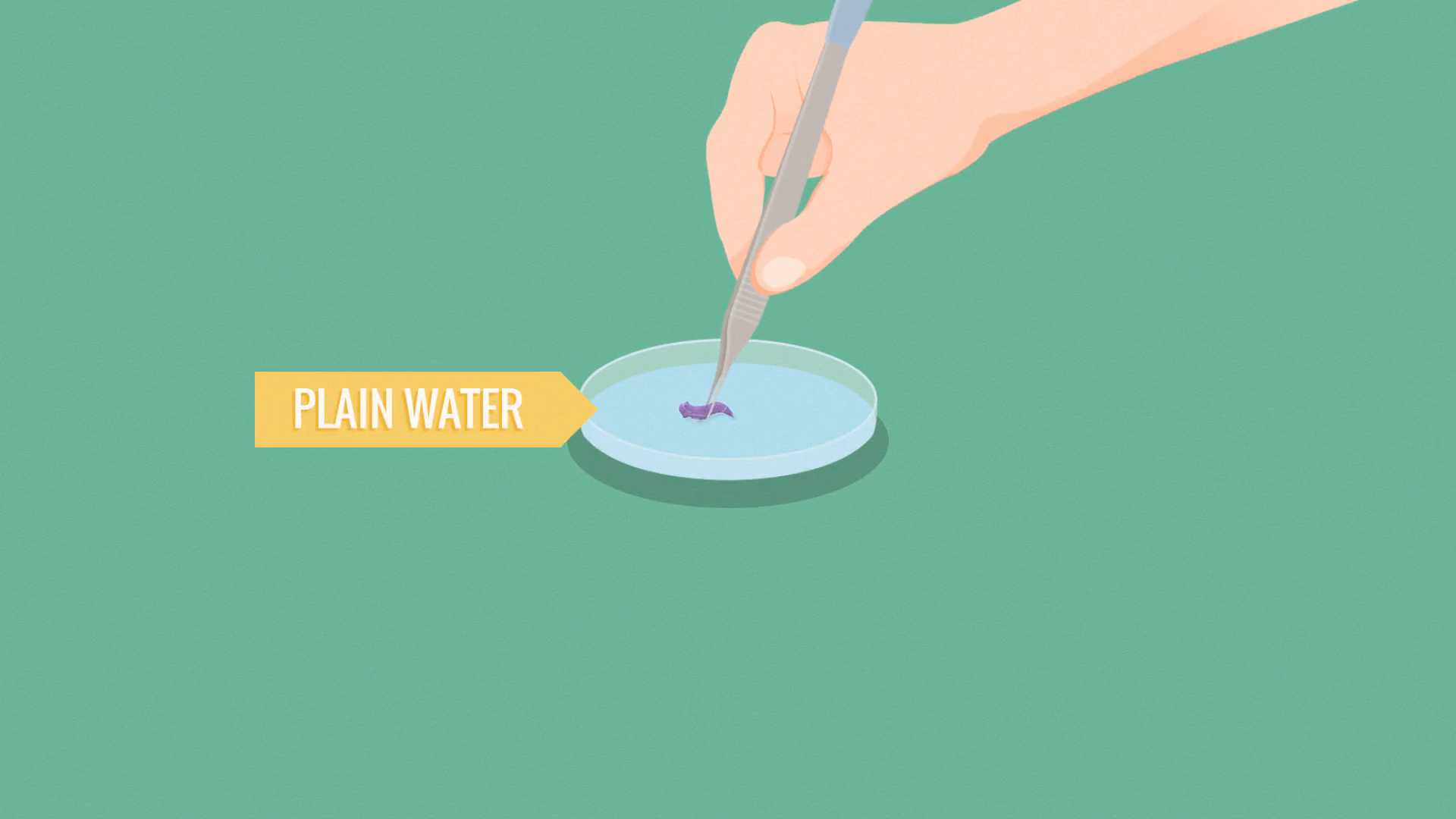 sedap_animation_4.png