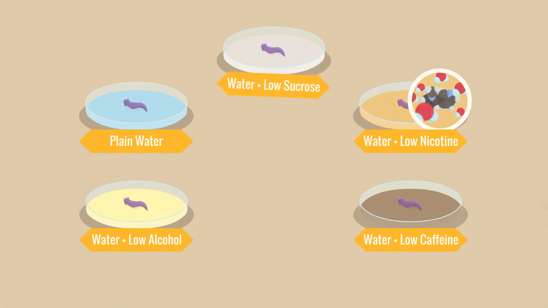 sedap_animation_2.png