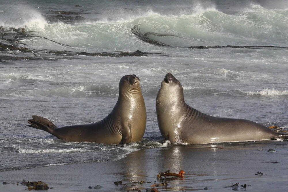 Seals — Macquarie Island Conservation Foundation