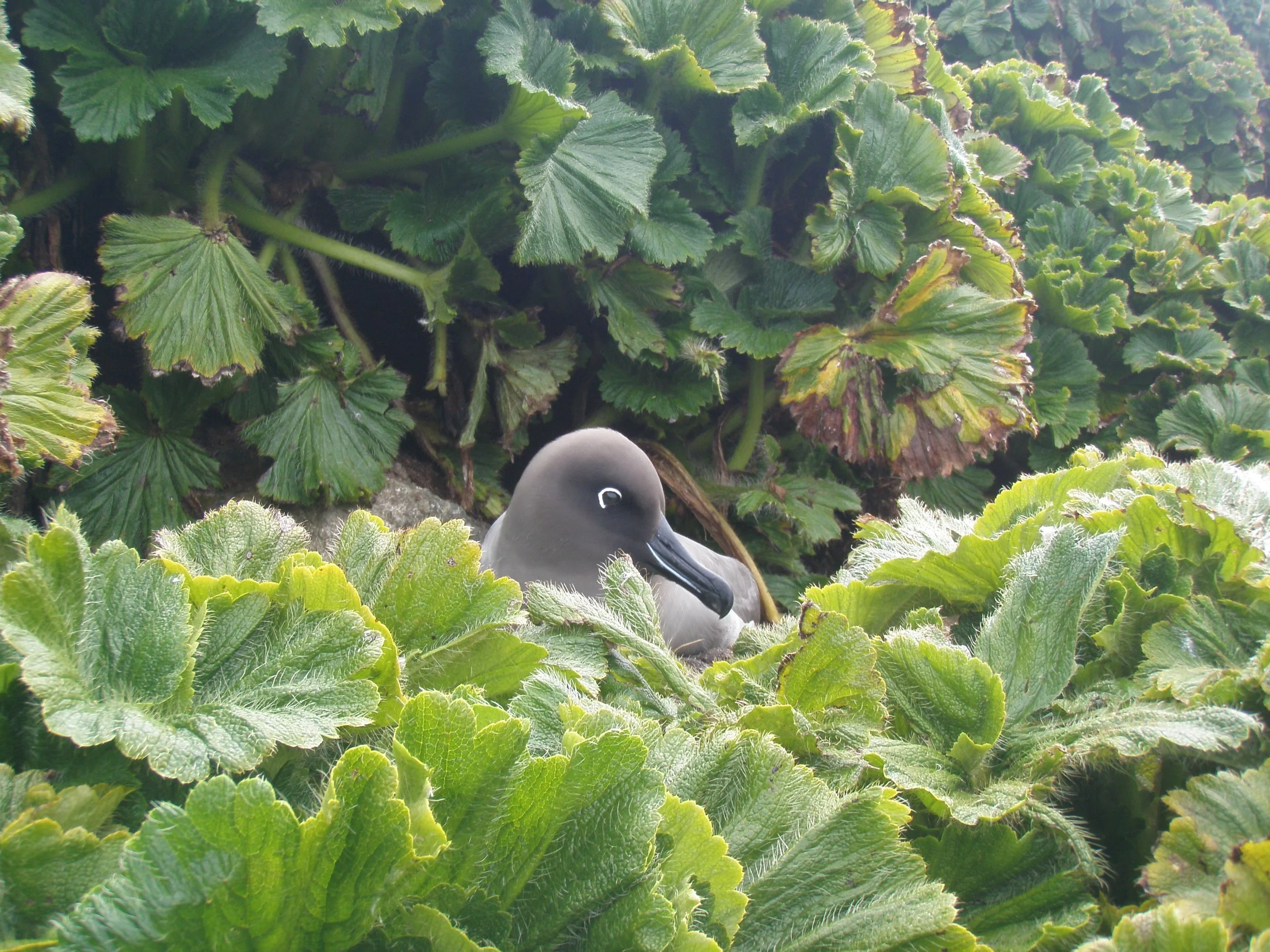 Our Principles — Macquarie Island Conservation Foundation