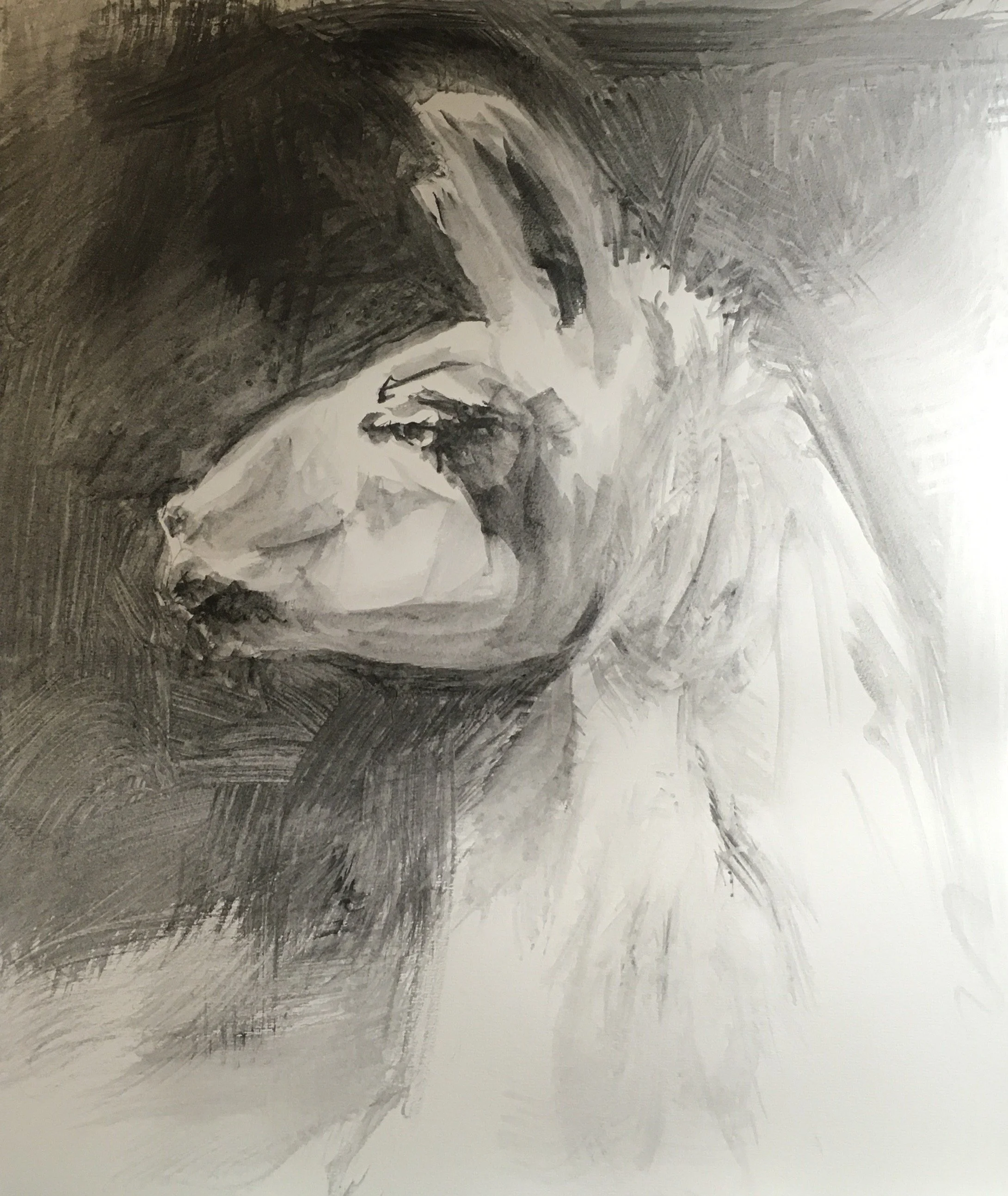 Llama Commission 14 x 16 11/16 graphite