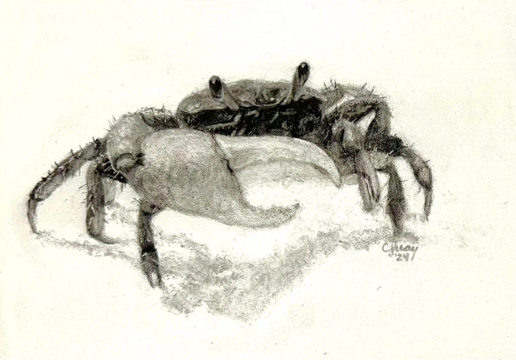 Paddy 7 x 5 charcoal SOLD