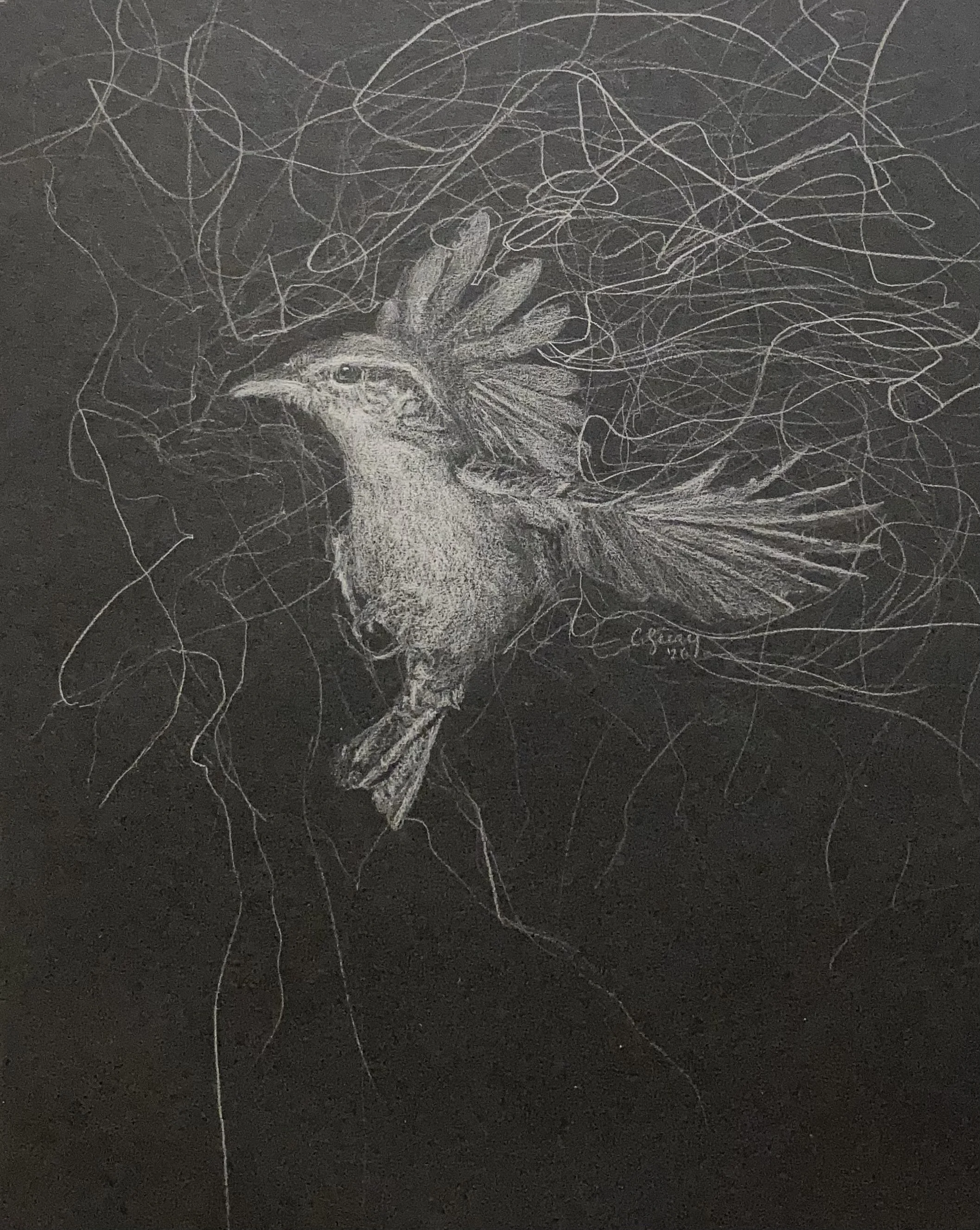 Carolina Wren Swirl 10 1/2 x 8 1/2 colored pencil