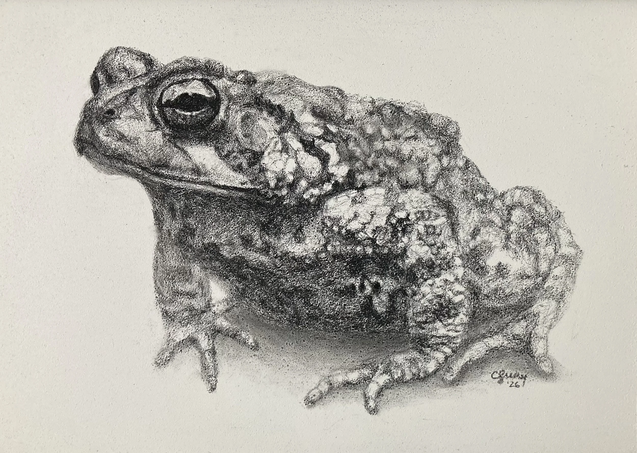 Marty 7 x 5 charcoal $250 (framed)
