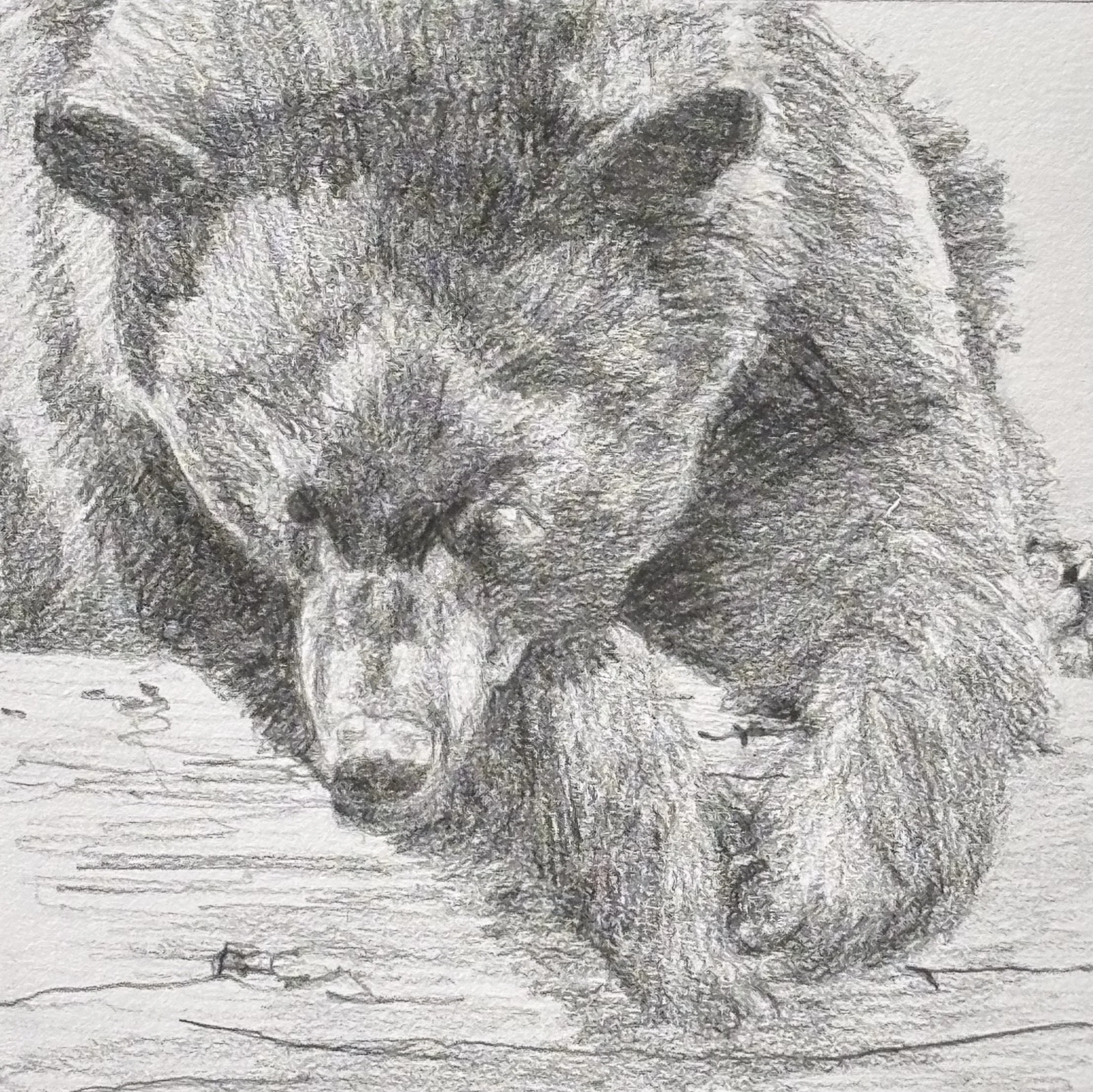 A Bear, Too 5 1/2 x 5 1/2 graphite $100 (unframed)