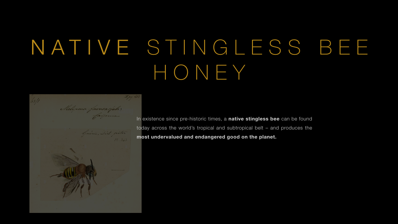 01d_global-portal-institute_native-stingless-bee-honey.png