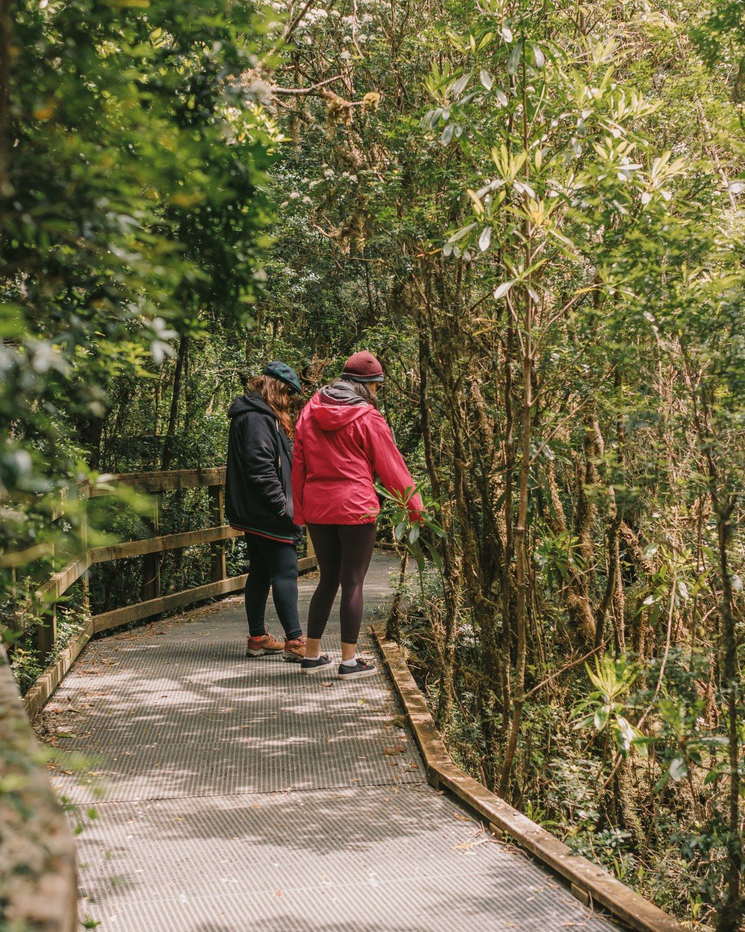 Discover ancient rainforest at Heritage Landing 

#worldheritagecruises #theredboat #strahan #strahantasmania #tasmania #gordonriver #sarahisland #heritagelanding