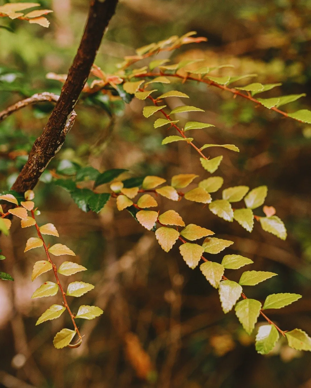 Tasmanian Myrtle (Nothofagus Cunninghamii)
New growth presents in reds, browns and shades of gold

#worldheritagecruises #theredboat #strahan #strahantasmania #gordonriver #tasmania