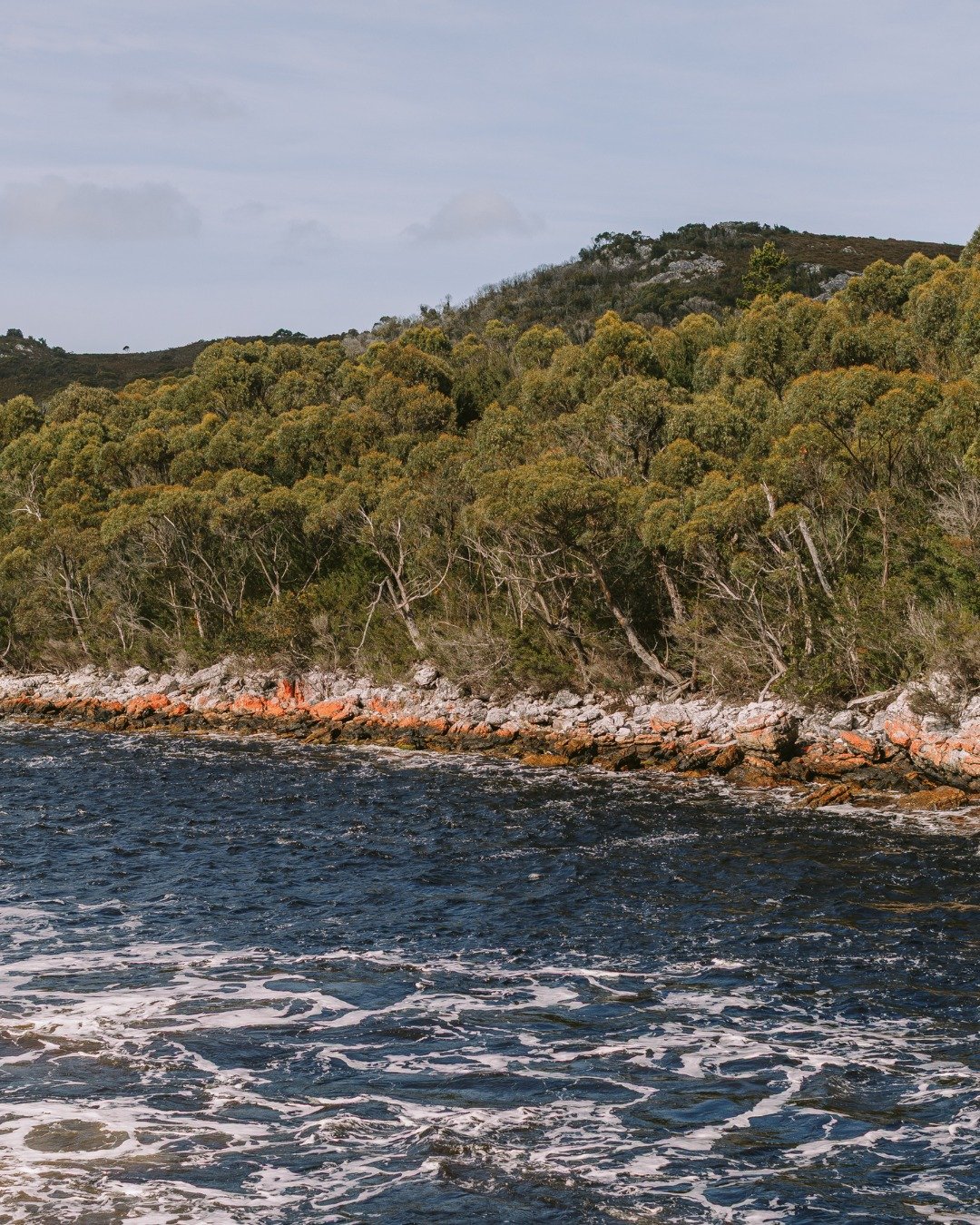 Orange lichen thrives in the clean salty air on the West Coast of Tasmania. The lichen is a good indicator of pure, unpolluted air

#worldheritagecruises #theredboat #strahan #strahantasmania #tasmania #gordonriver #sarahisland #heritagelanding
