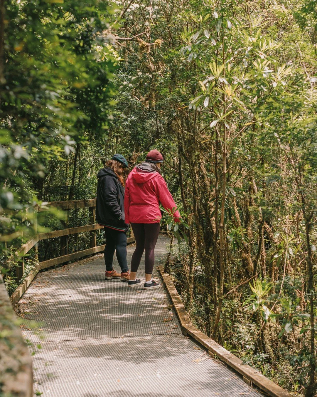 Discover ancient rainforest at Heritage Landing 

#worldheritagecruises #theredboat #strahan #strahantasmania #tasmania #gordonriver #sarahisland #heritagelanding