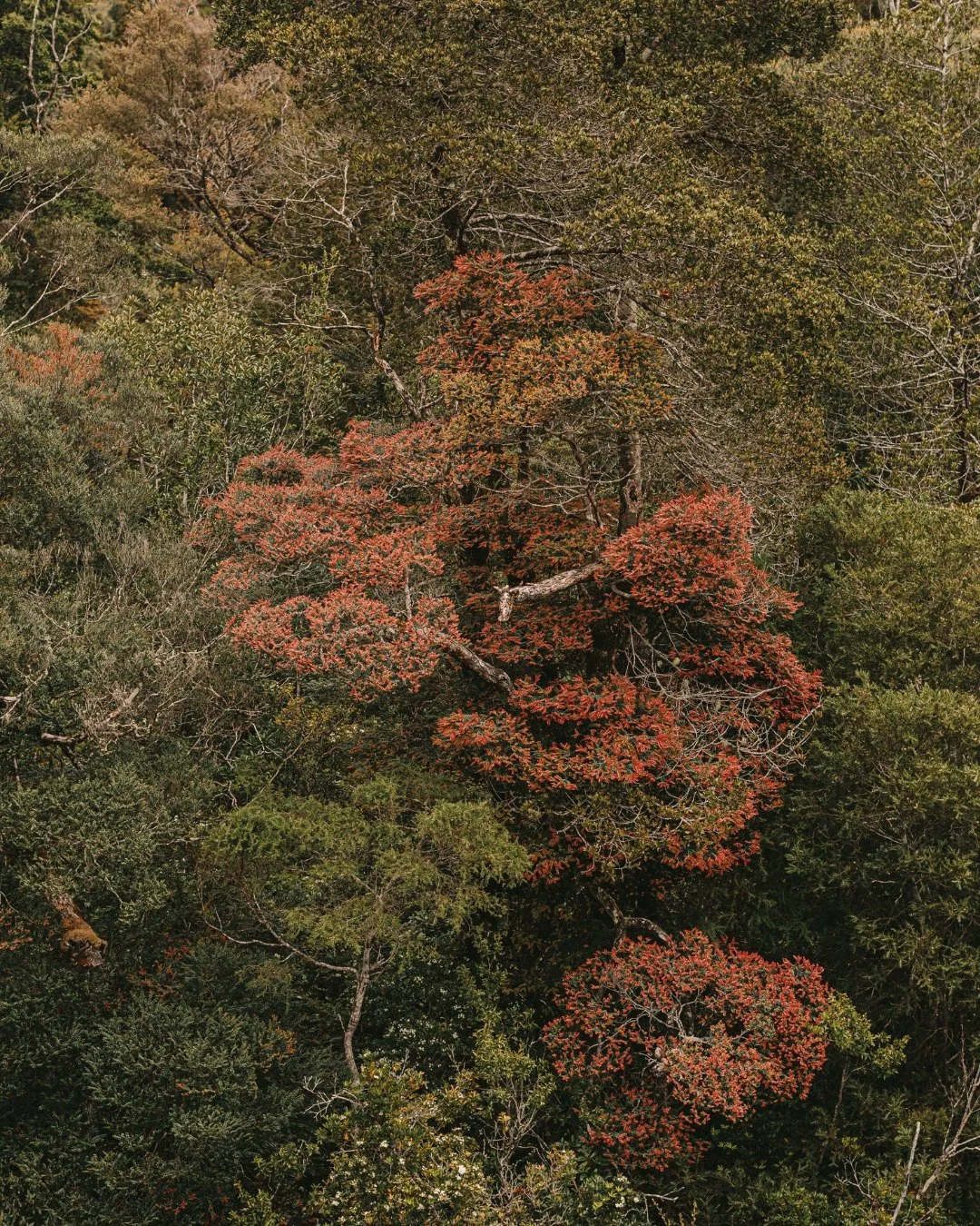 The stunning colours of Tasmanian myrtle (Nothofagus Cunninghamii) amongst the lush green rainforest on the Gordon River

#worldheritagecruises #theredboat #strahan #strahantasmania #tasmania #gordonriver #sarahisland #heritagelanding