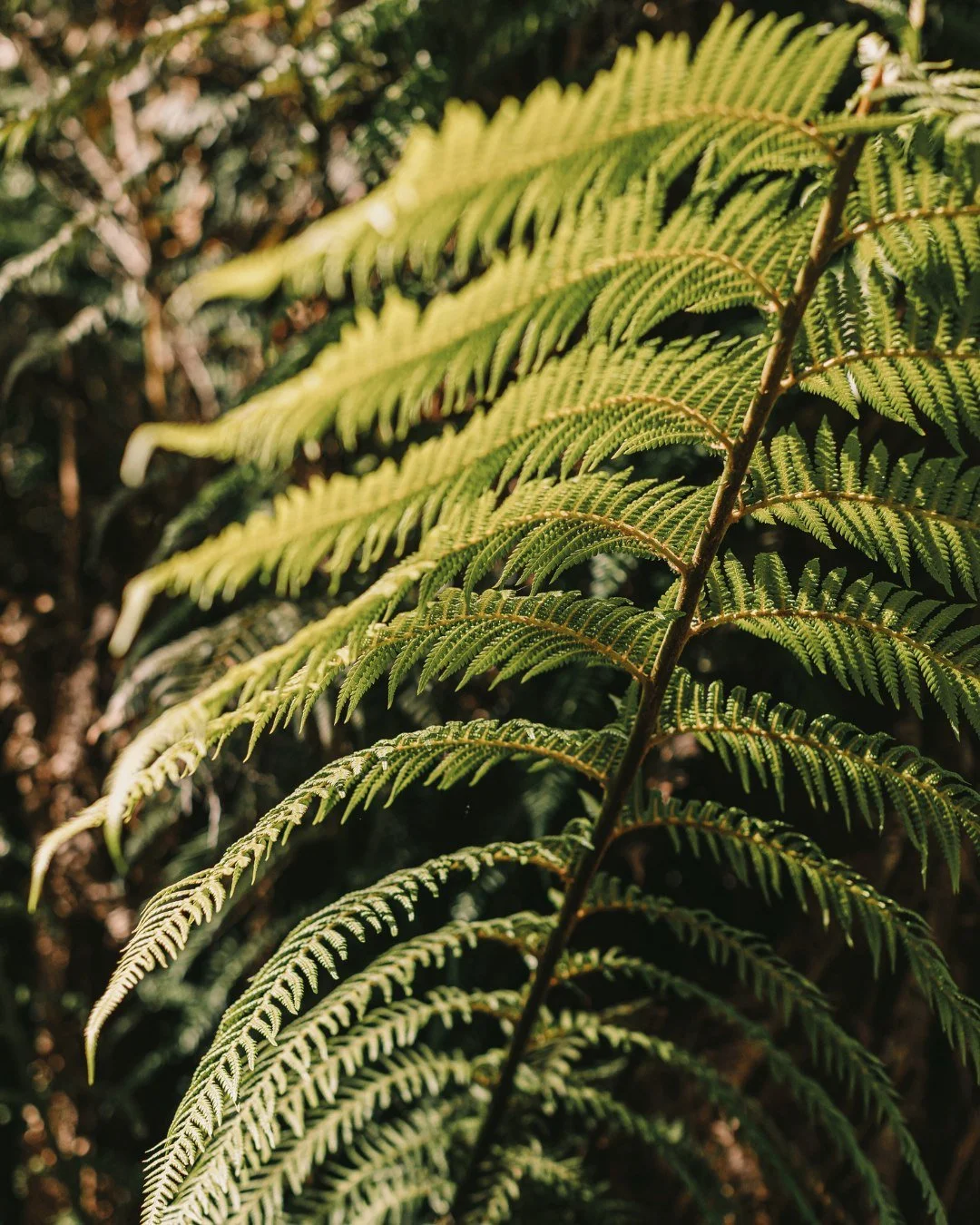 Commonly found in high rainfall areas or beside creeks and rivers, man ferns (Dicksonia Antarctica) thrive along the Gordon River

#worldheritagecruises #theredboat #strahan #strahantasmania #tasmania #gordonriver #sarahisland #heritagelanding