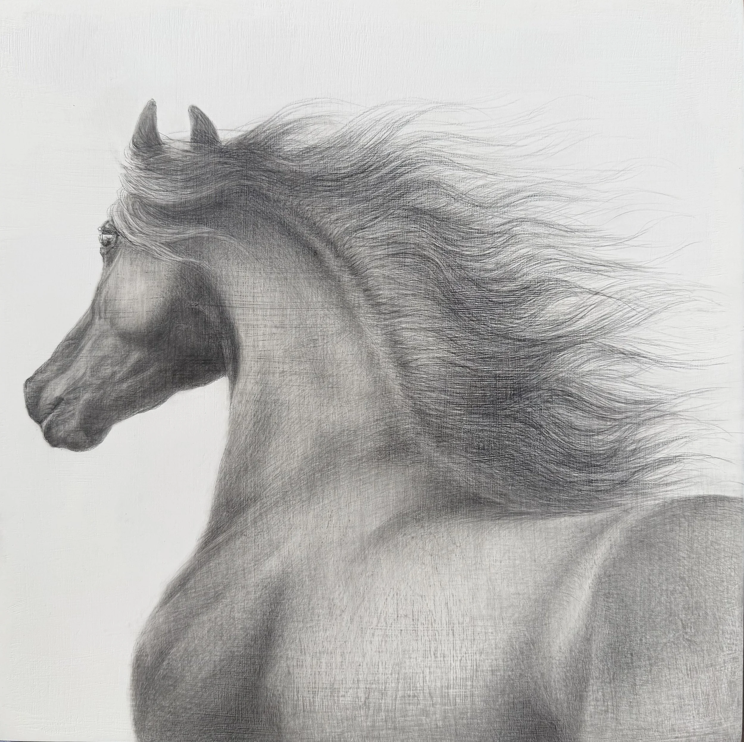 Calypso_charcoal&graphite on wood art board_$370_Rachel Eisenhauer.jpeg