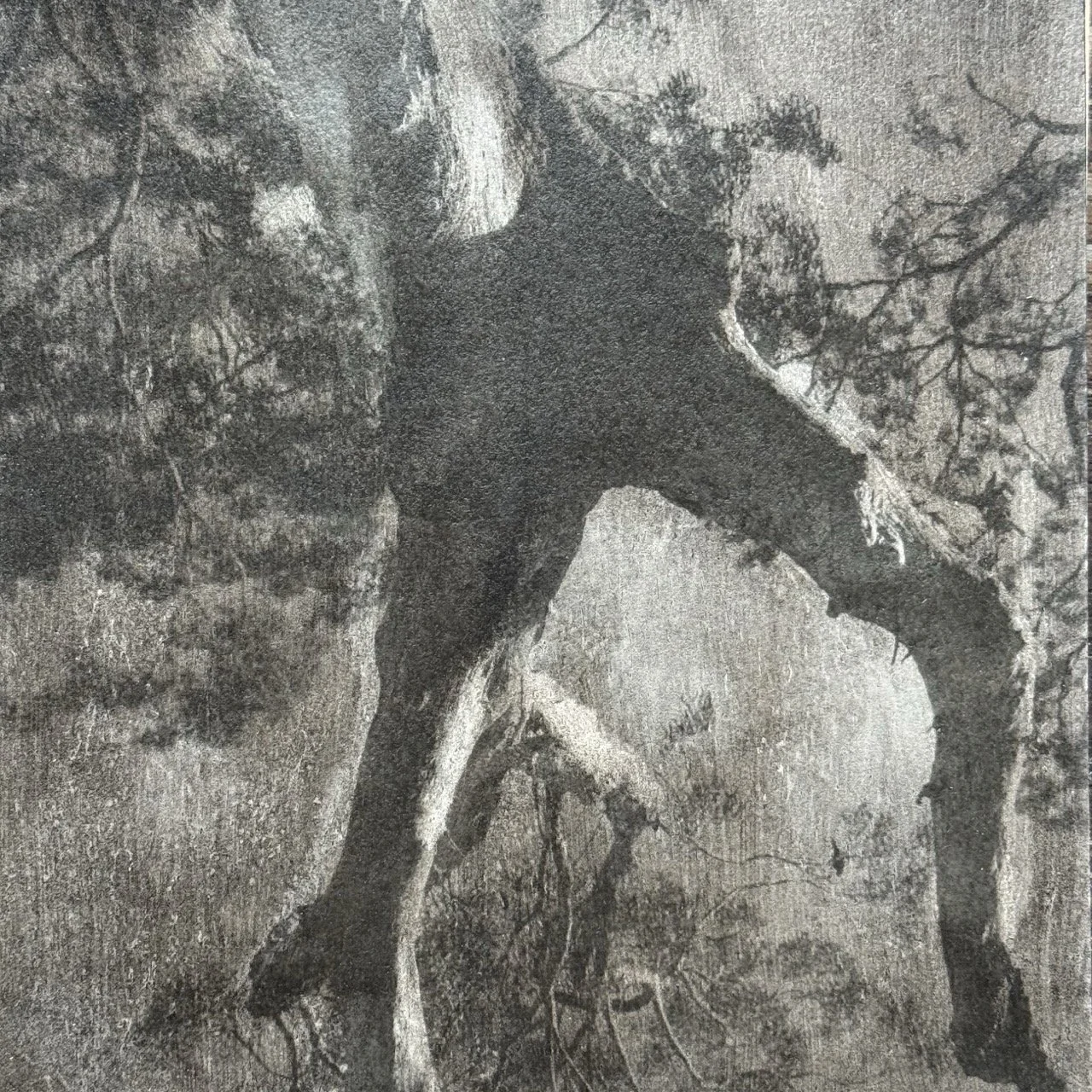 Eucaliptus_Silver Gelatin Print on board_ $180_KOJIRO OISHI.jpeg