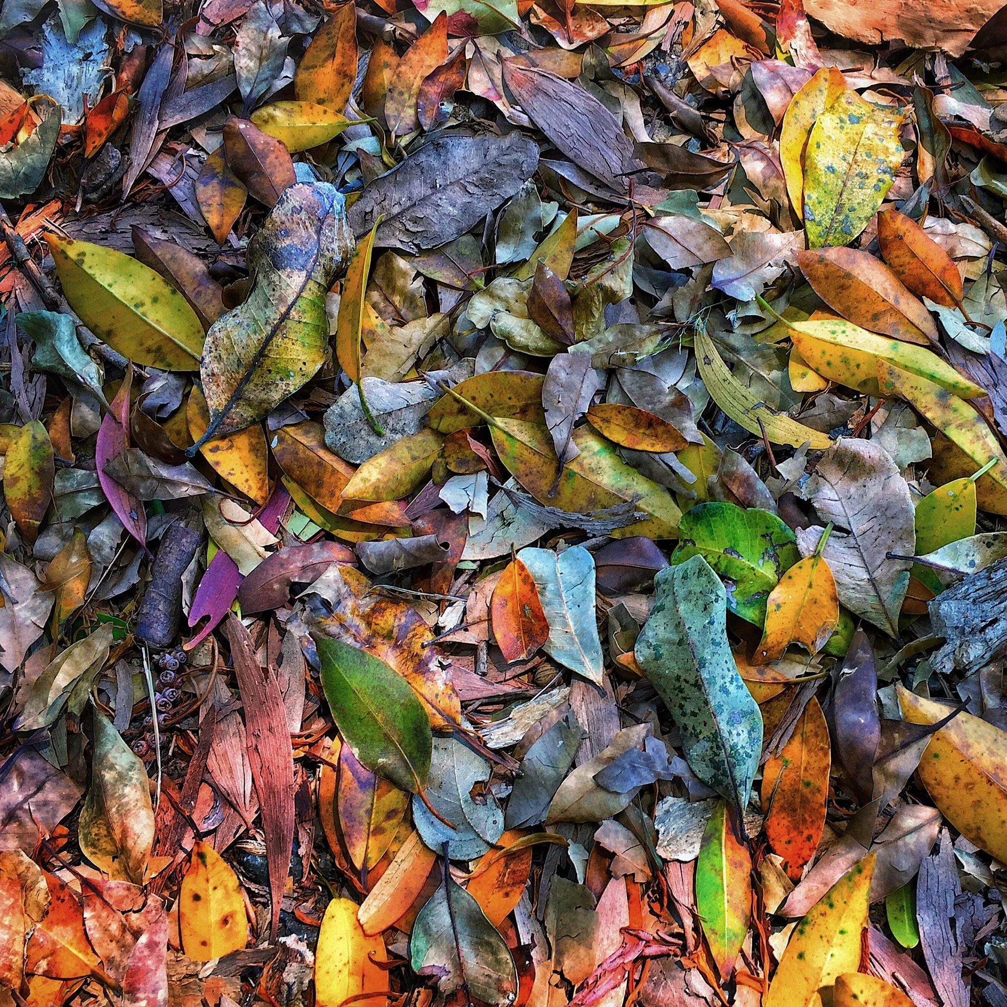 ForestFloor_digitalprint_$350_DavidYoung.jpg