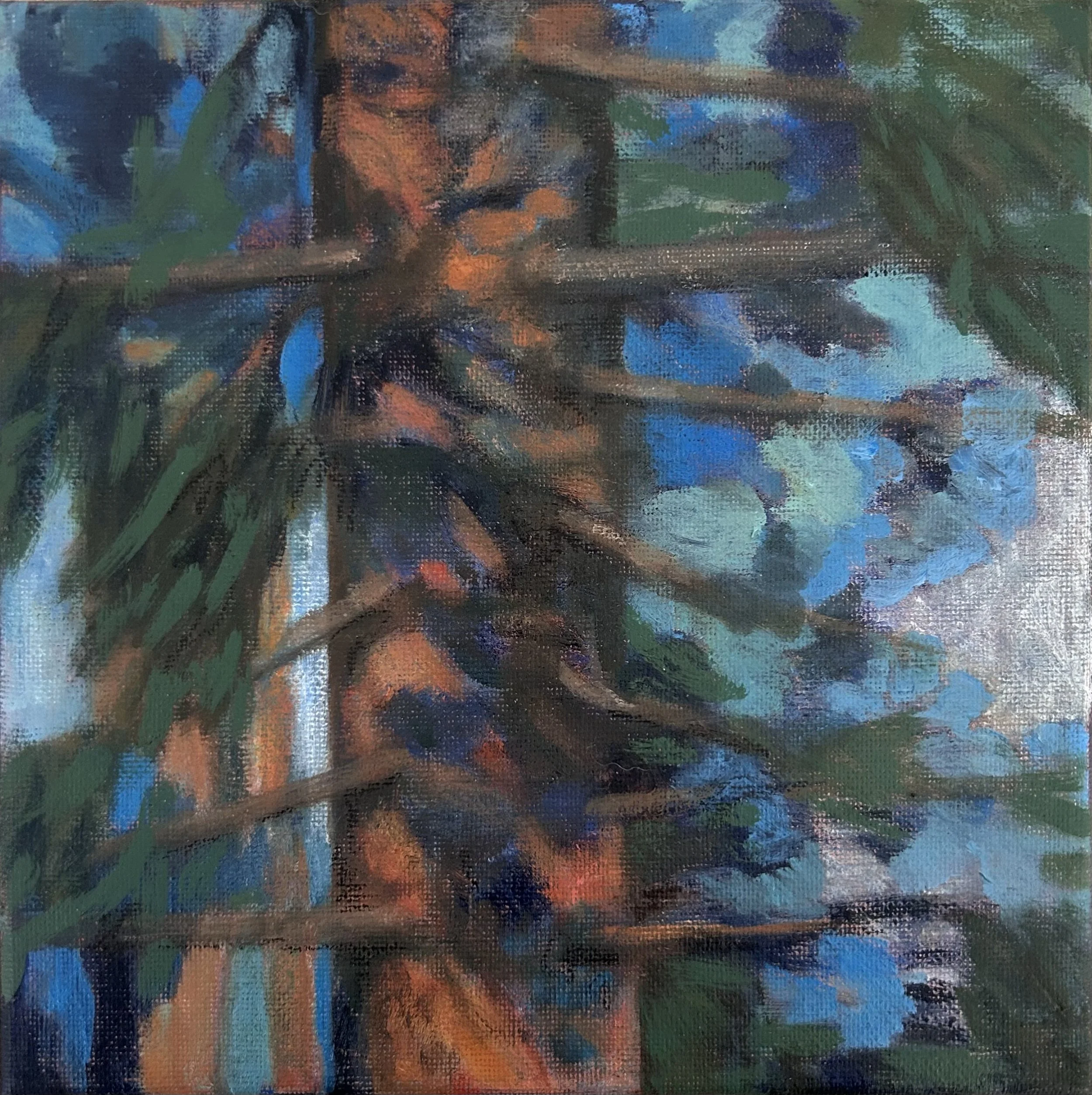 Bunya pine .jpeg