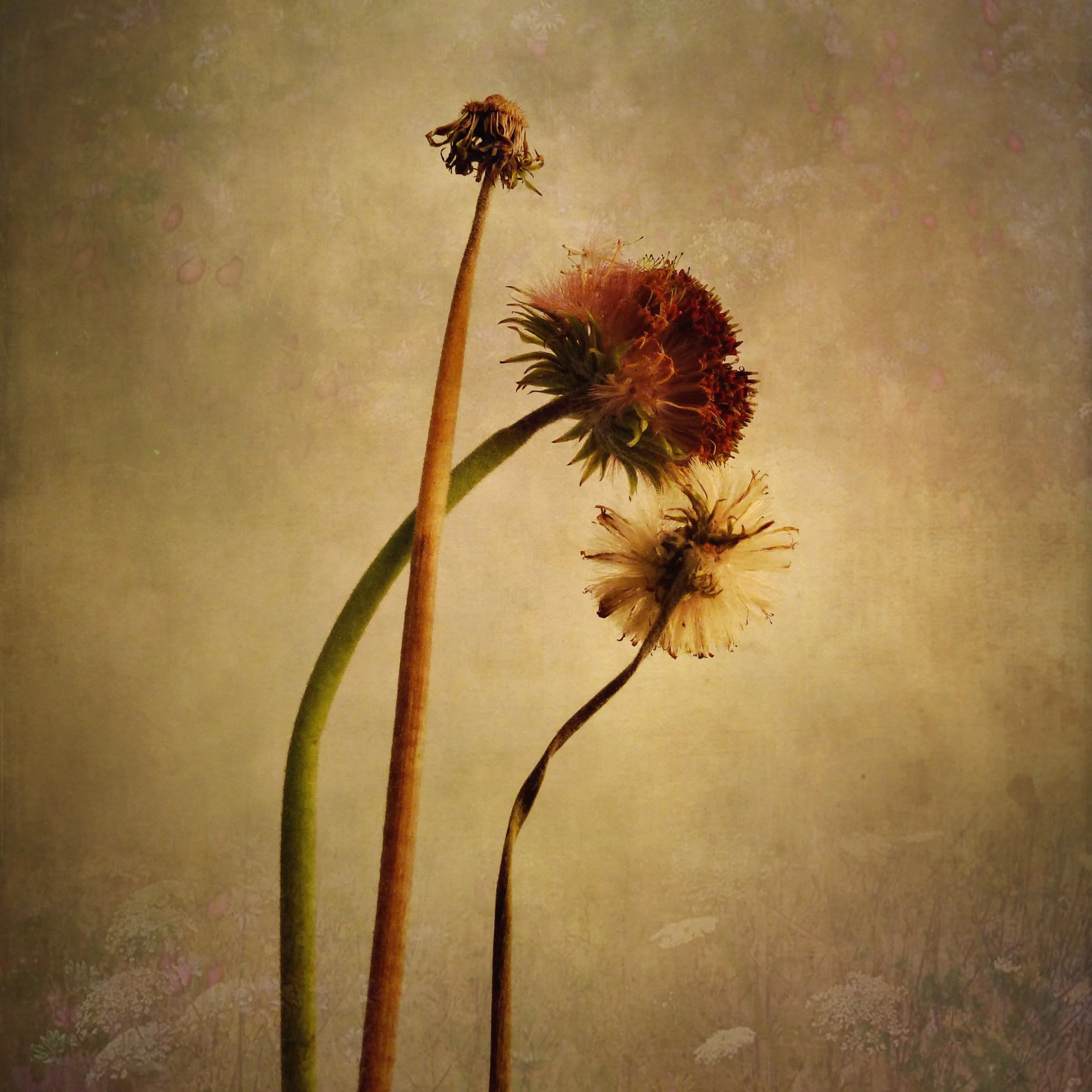 3Oldguys_photography_365_robynbarron (1).jpg